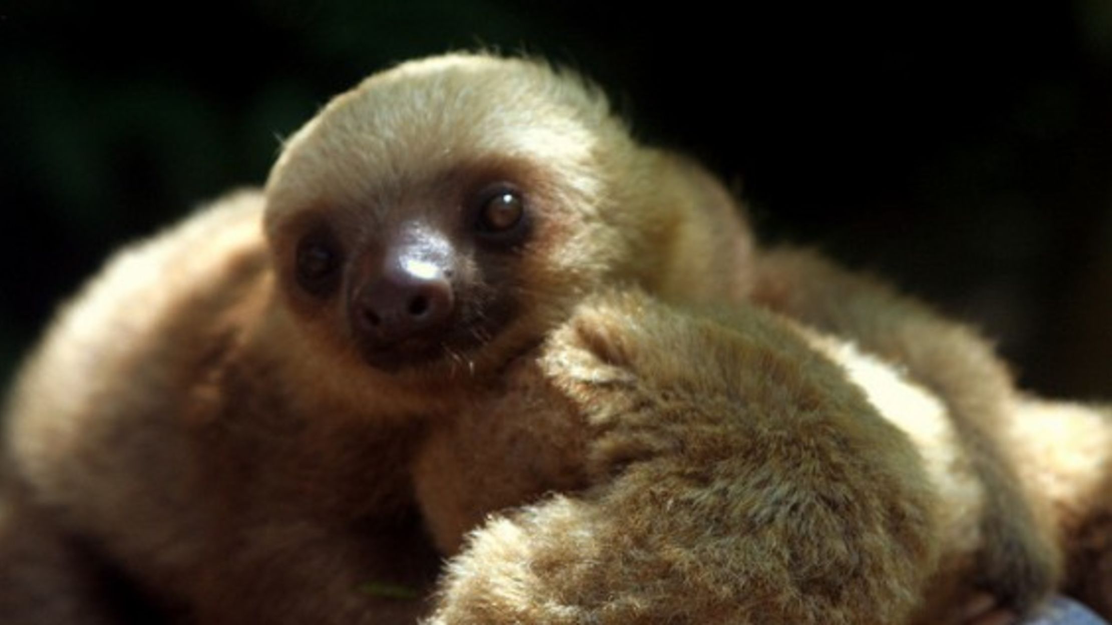 dave the sloth teddy