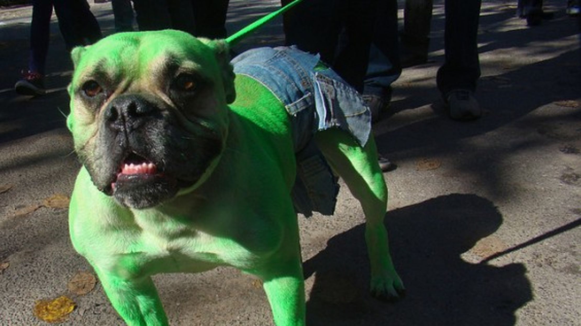 24 Utterly Adorable Pet Halloween Costumes Mental Floss 24 Utterly Adorable Pet Halloween Costumes Mental Floss