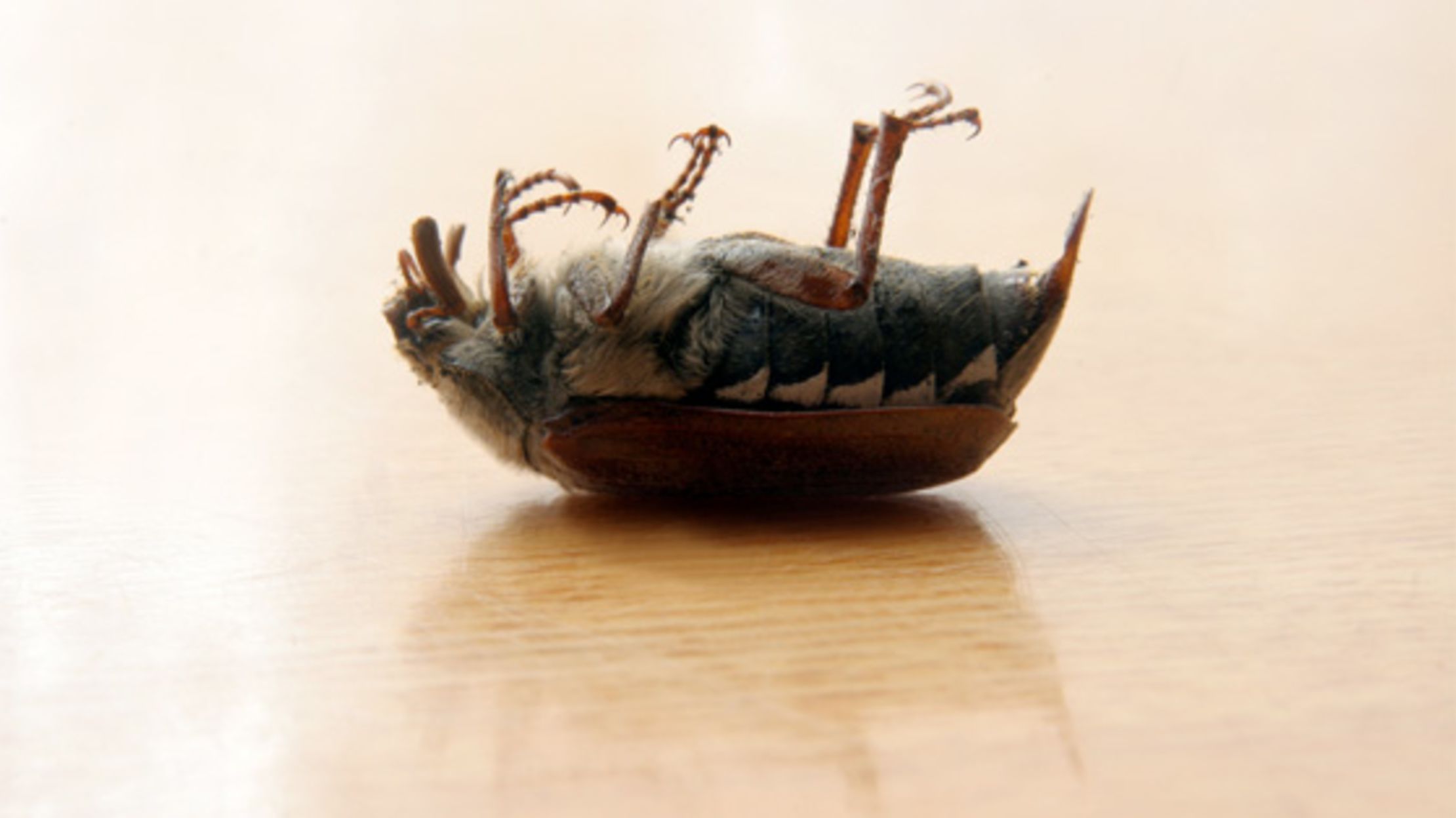 Why Do Bugs Turn Over on Their Backs When They Die? Mental Floss