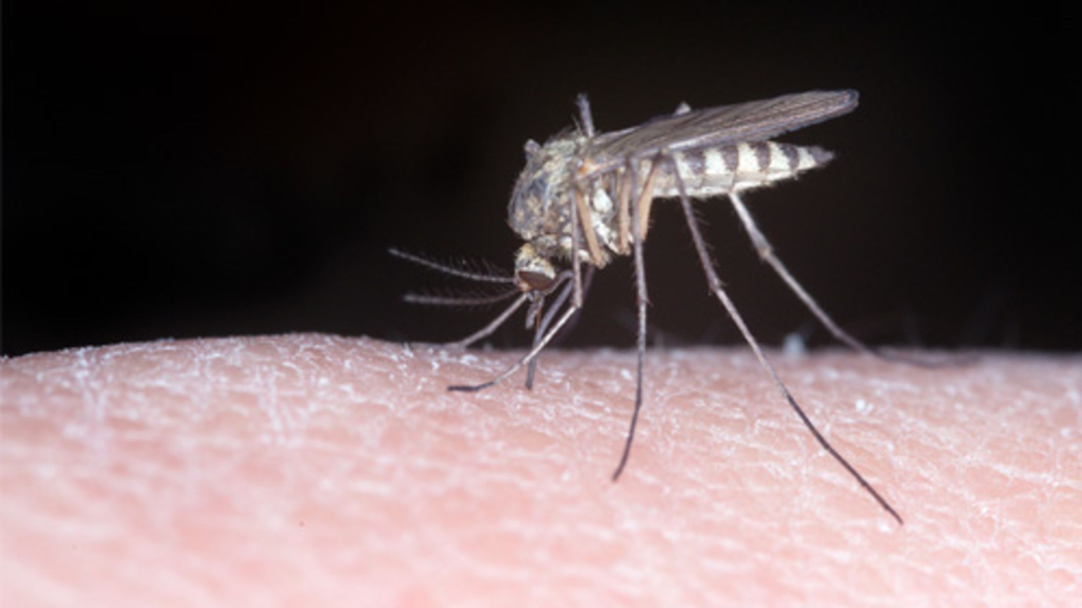 In Defense of the Mosquito: 10 Things to Know About Summer’s Biggest ...