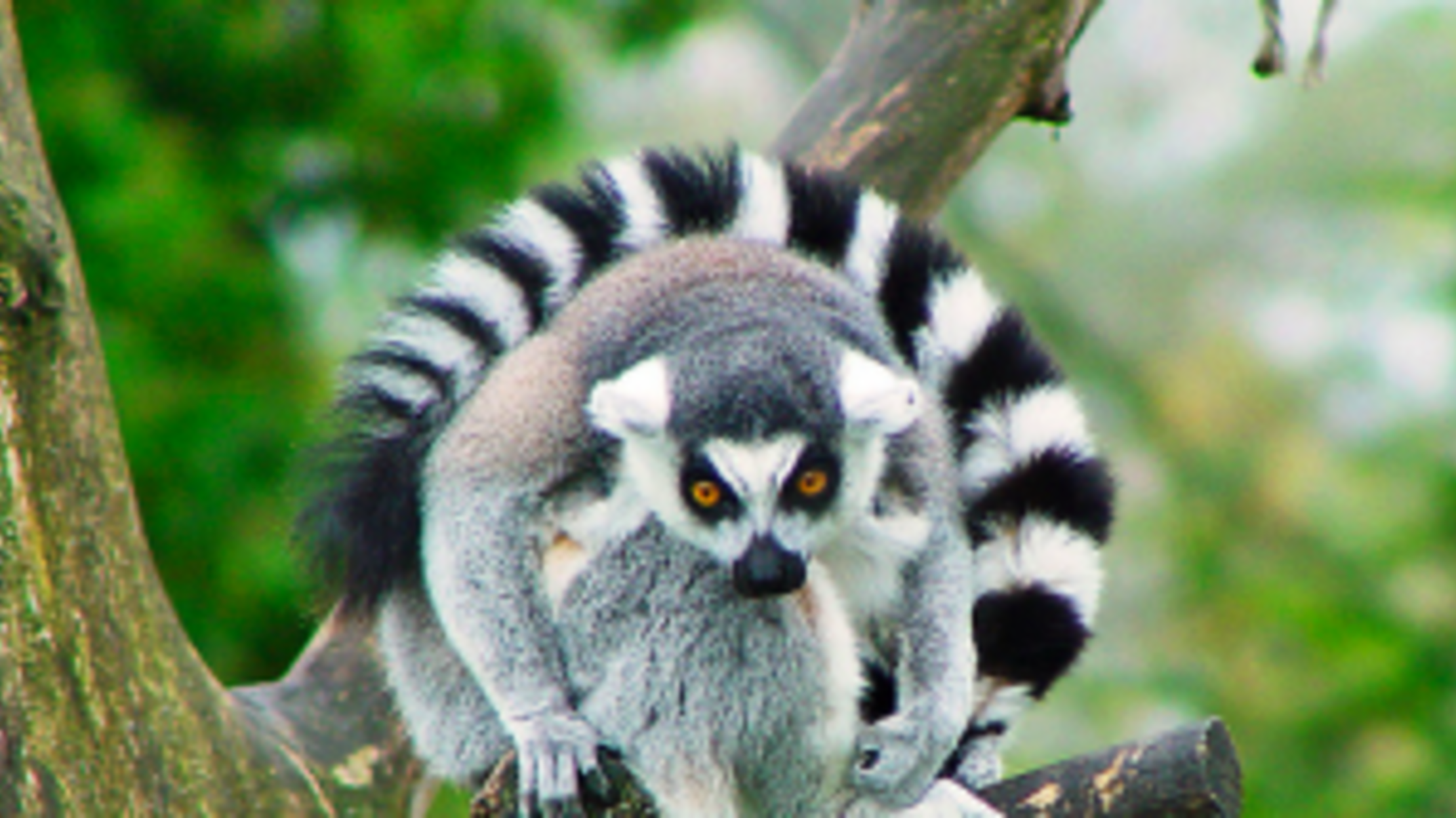 Lemurs