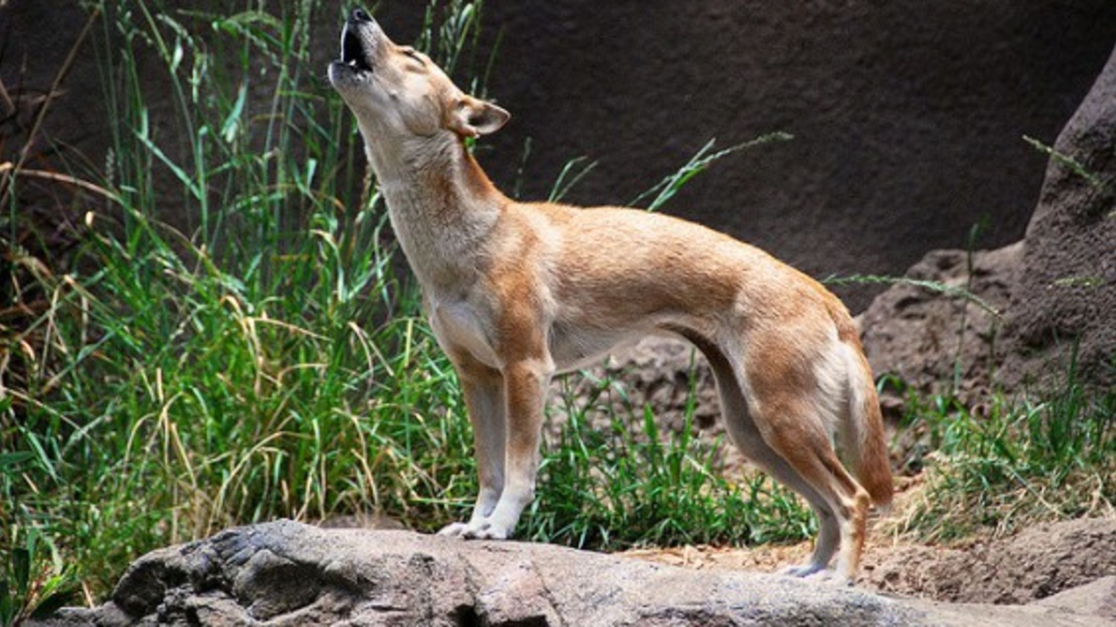 4 Animals You Can Only Find in Zoos | Mental Floss