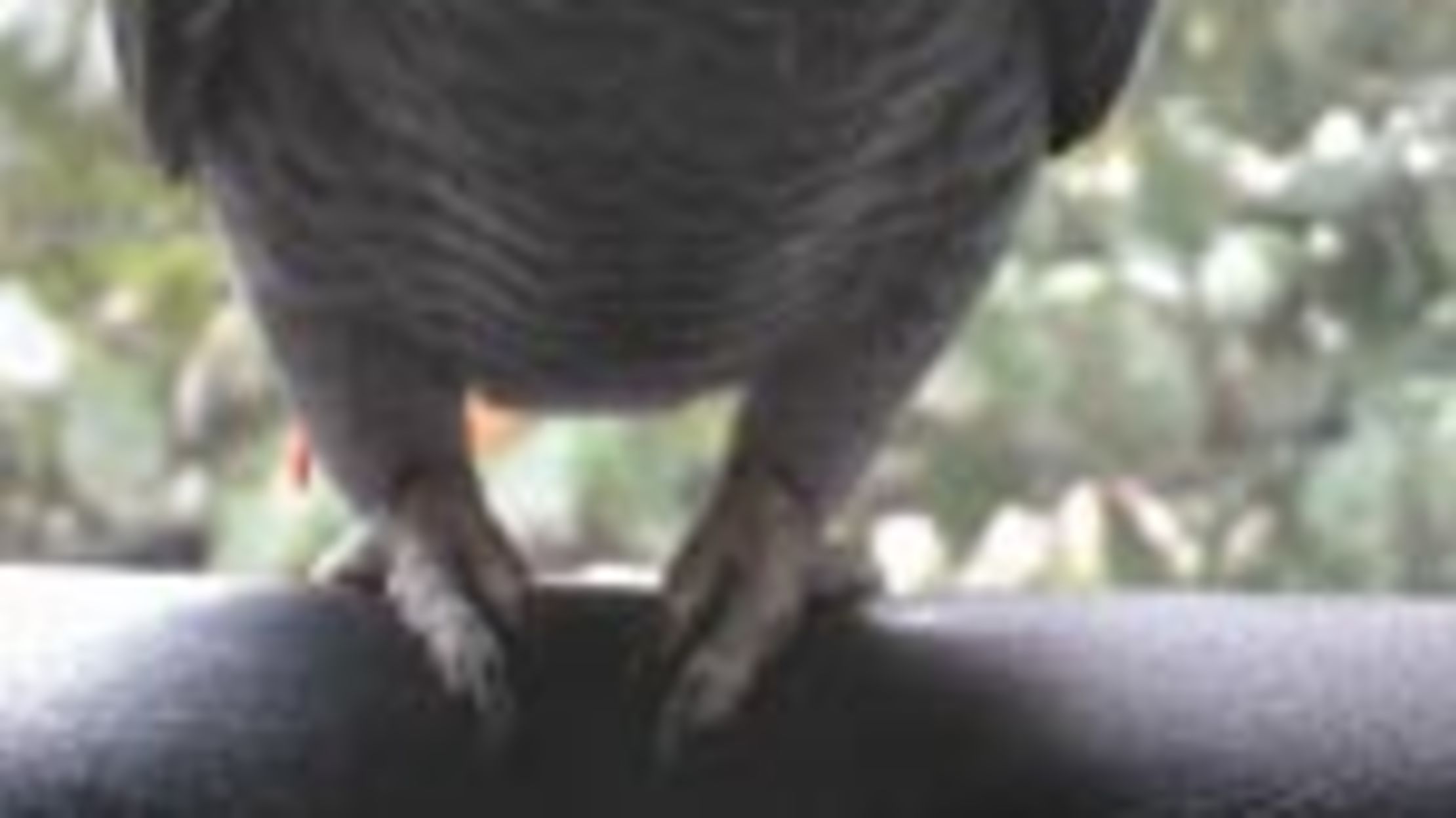 R.I.P., Alex the African Grey Parrot | Mental Floss