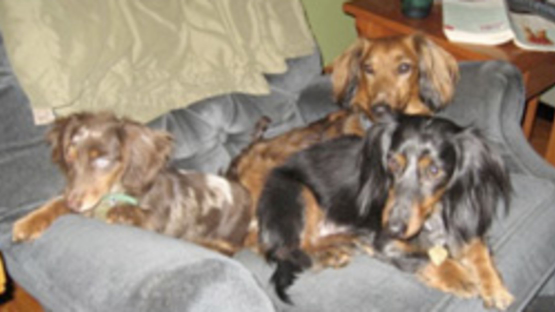 Famous Wiener Dogs in History Mental Floss