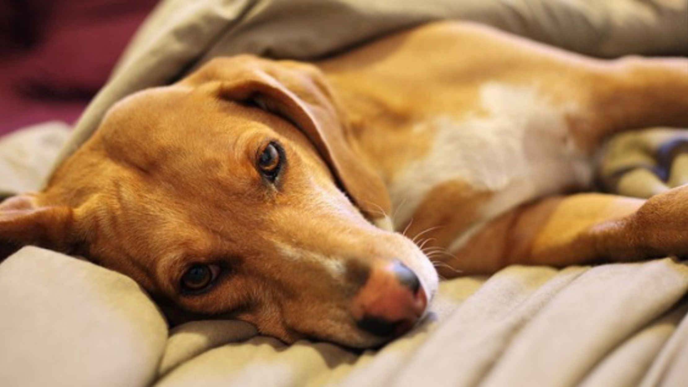 And Man Created Dog Mental Floss