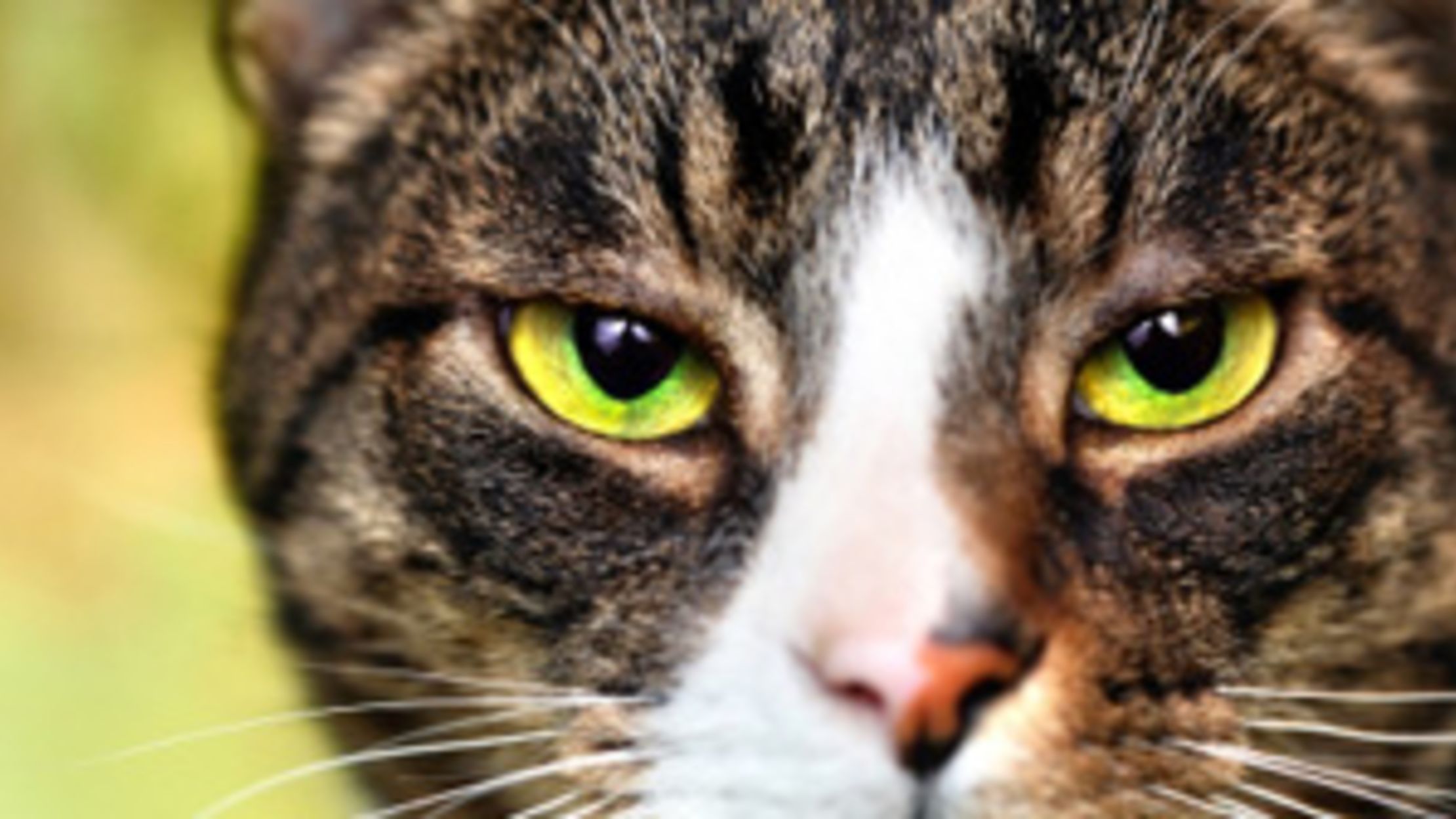 Why Cats Meow Mental Floss