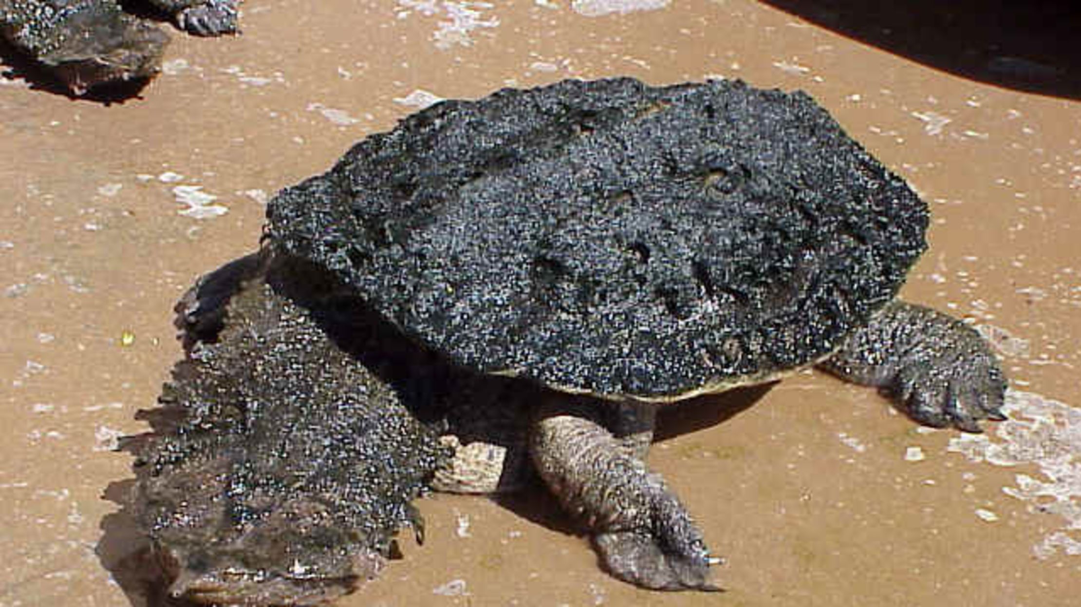 Vote for the World's Ugliest Animal | Mental Floss