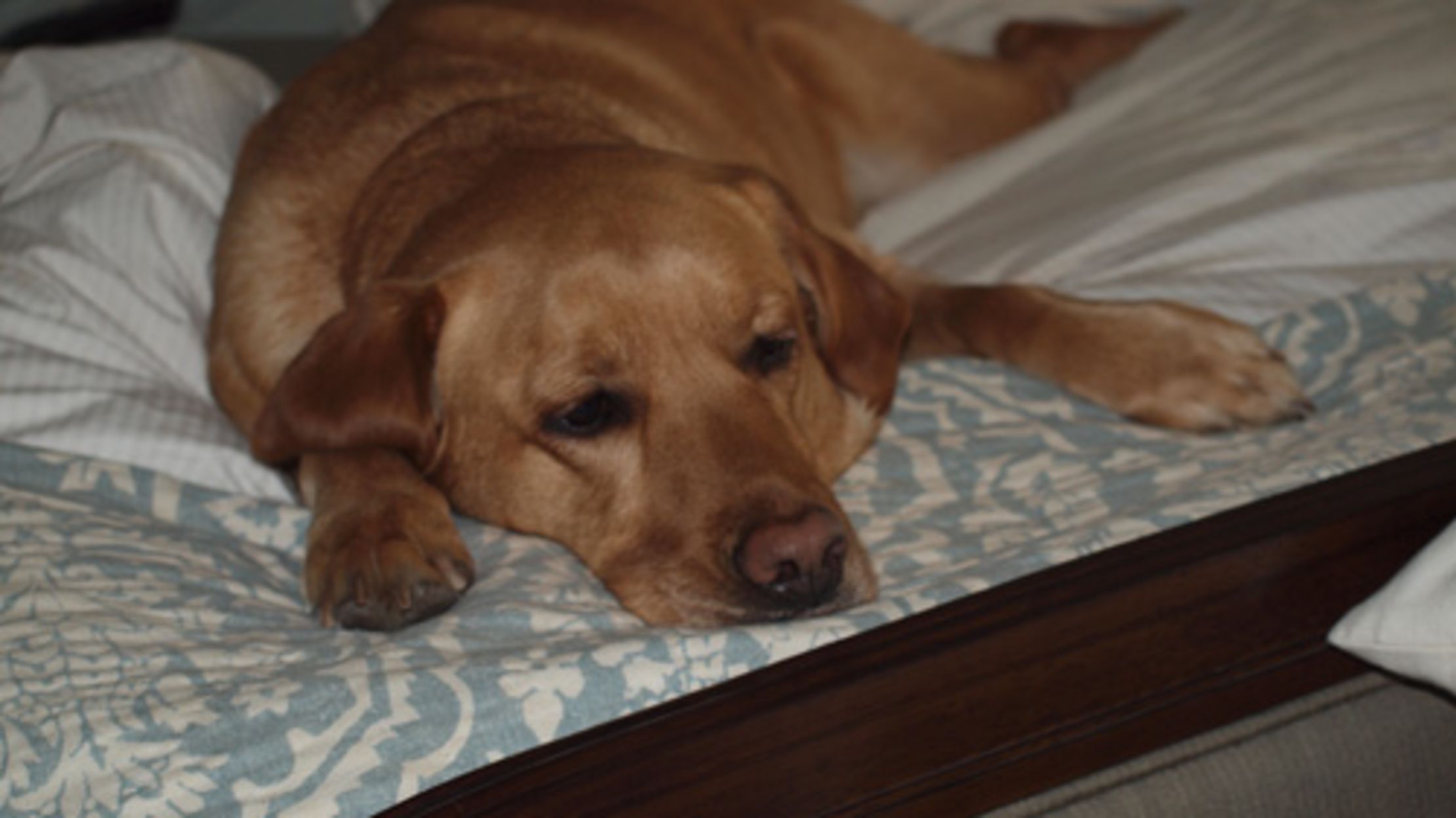 why do we have dog years