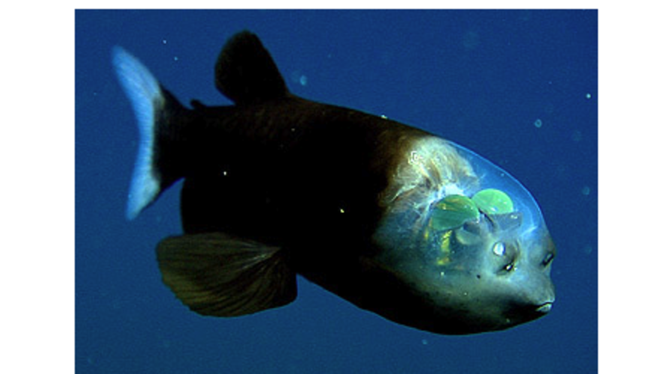 The Strange Creature And I 8 Weird Sea Creatures | Mental Floss