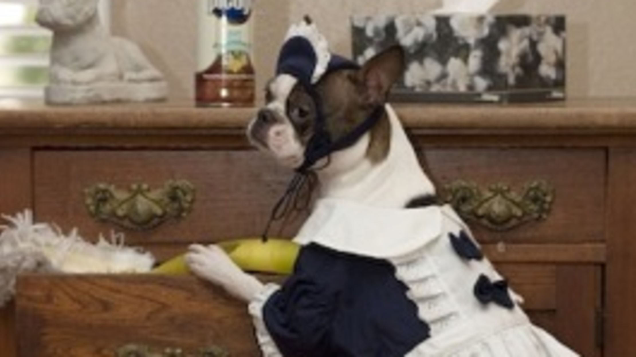 Why Dogs Hate Halloween Mental Floss