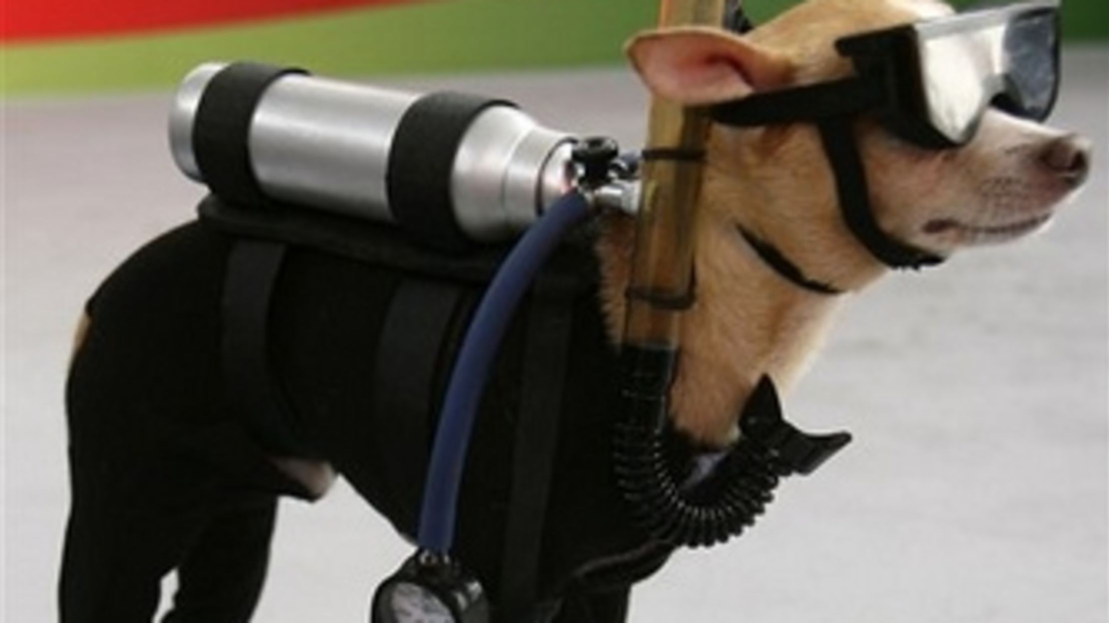 Scuba Dog Digs Diving Mental Floss