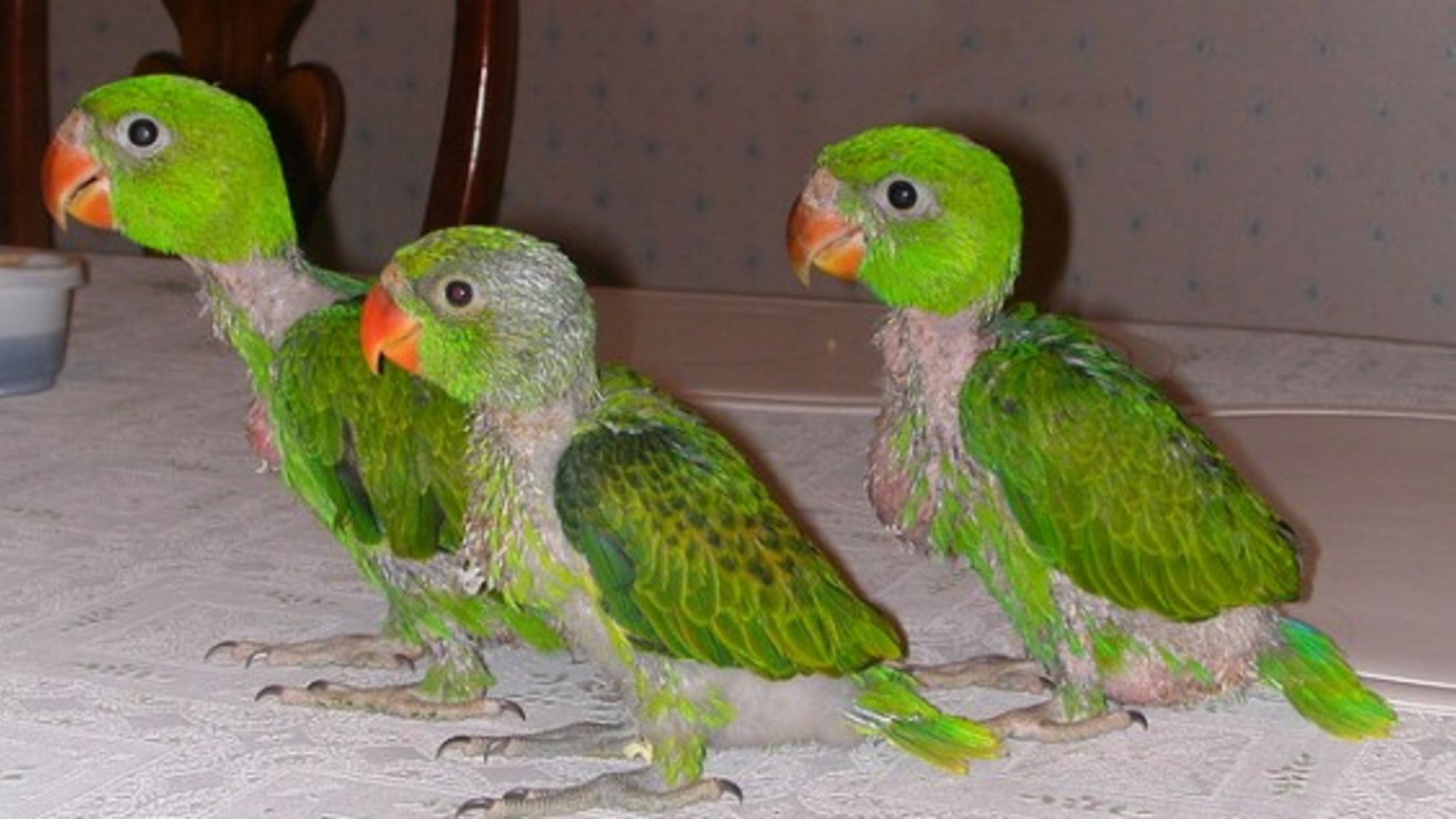 Parrots Name Their Babies Mental Floss parrots-name-their-babies-mental-floss