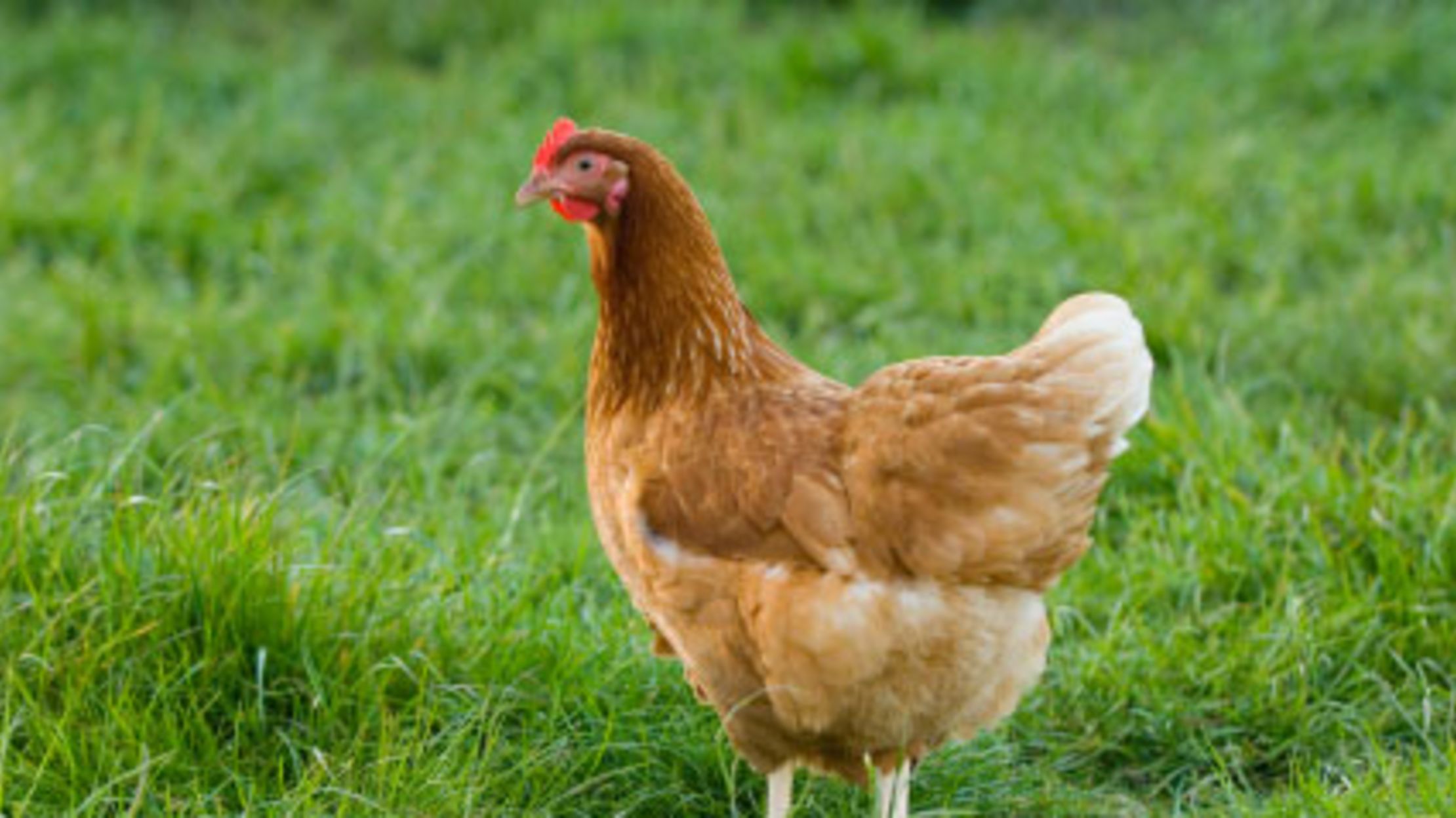 Rise in salmonella cases among backyard chickens worries 