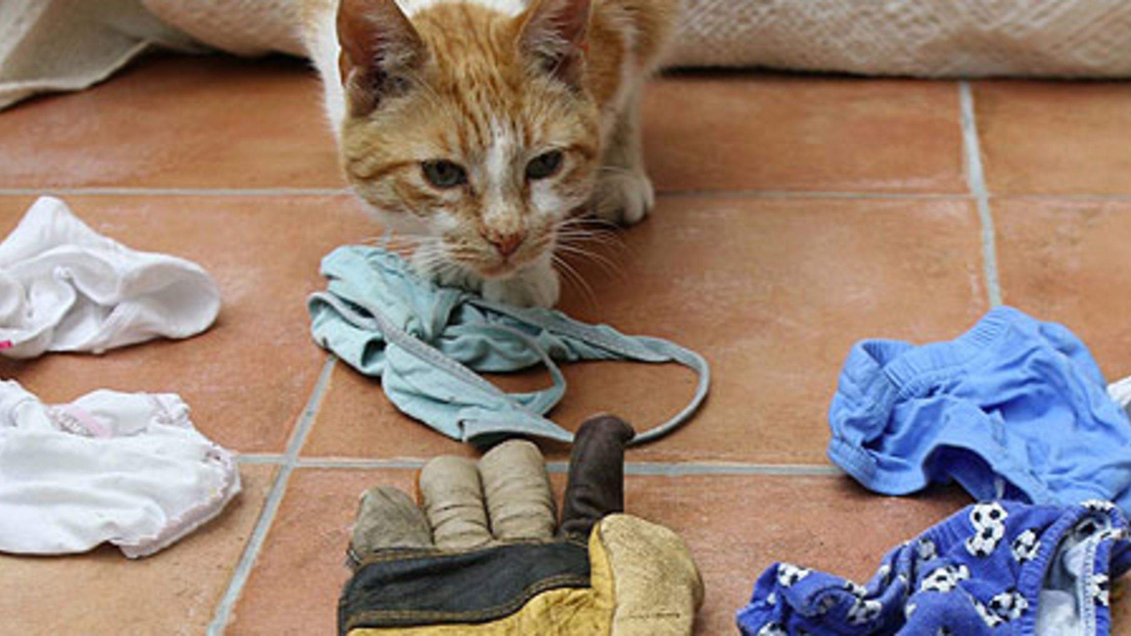 7 Curious Cases Of Criminal Cats Mental Floss