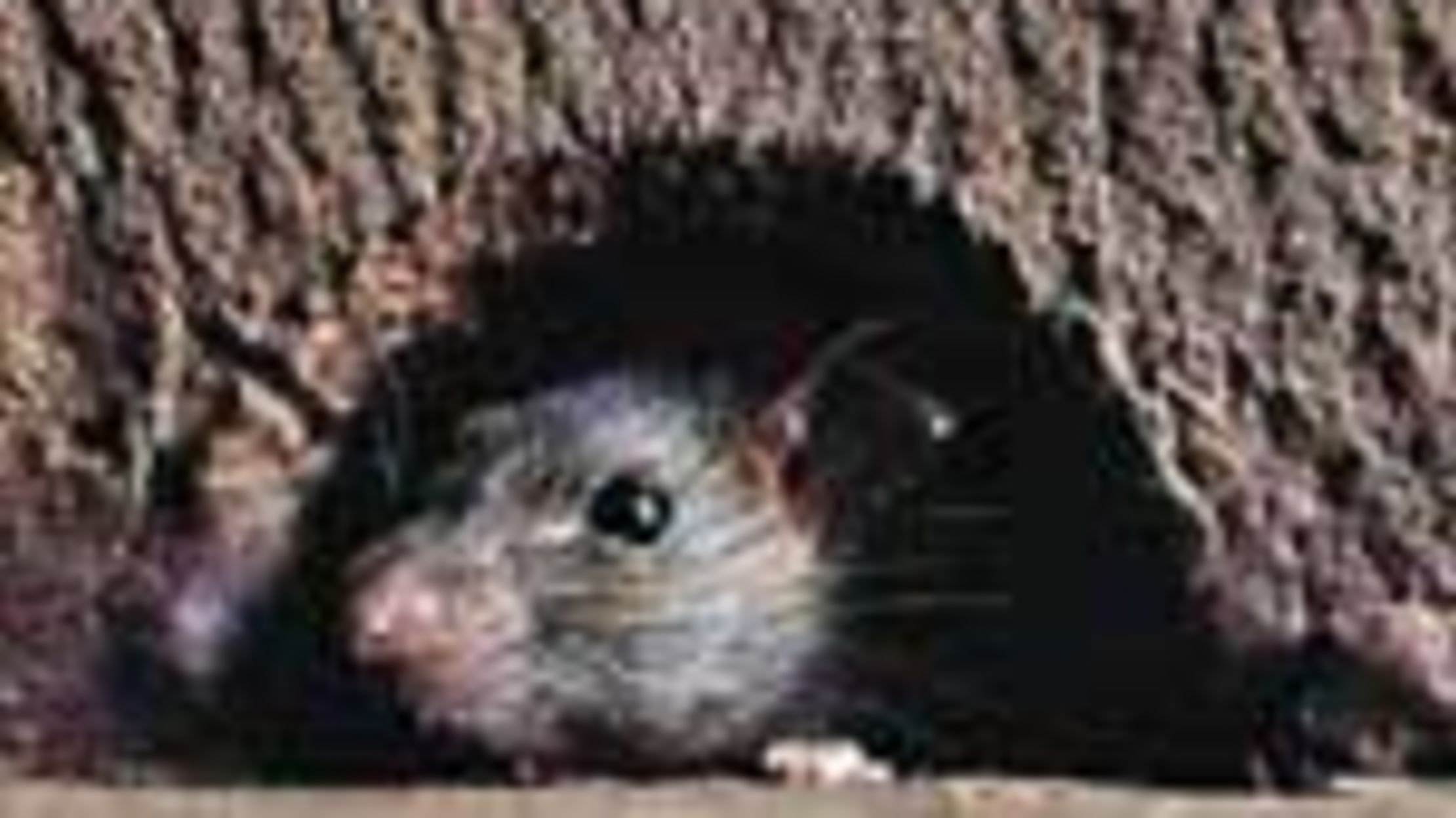 Ratholes Mental Floss