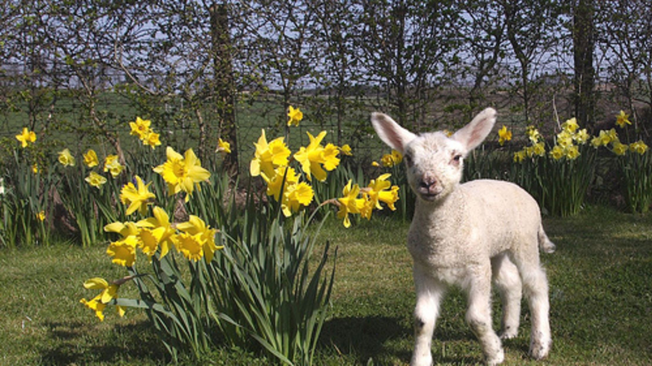 Daffodils Mean Spring Is Coming Mental Floss