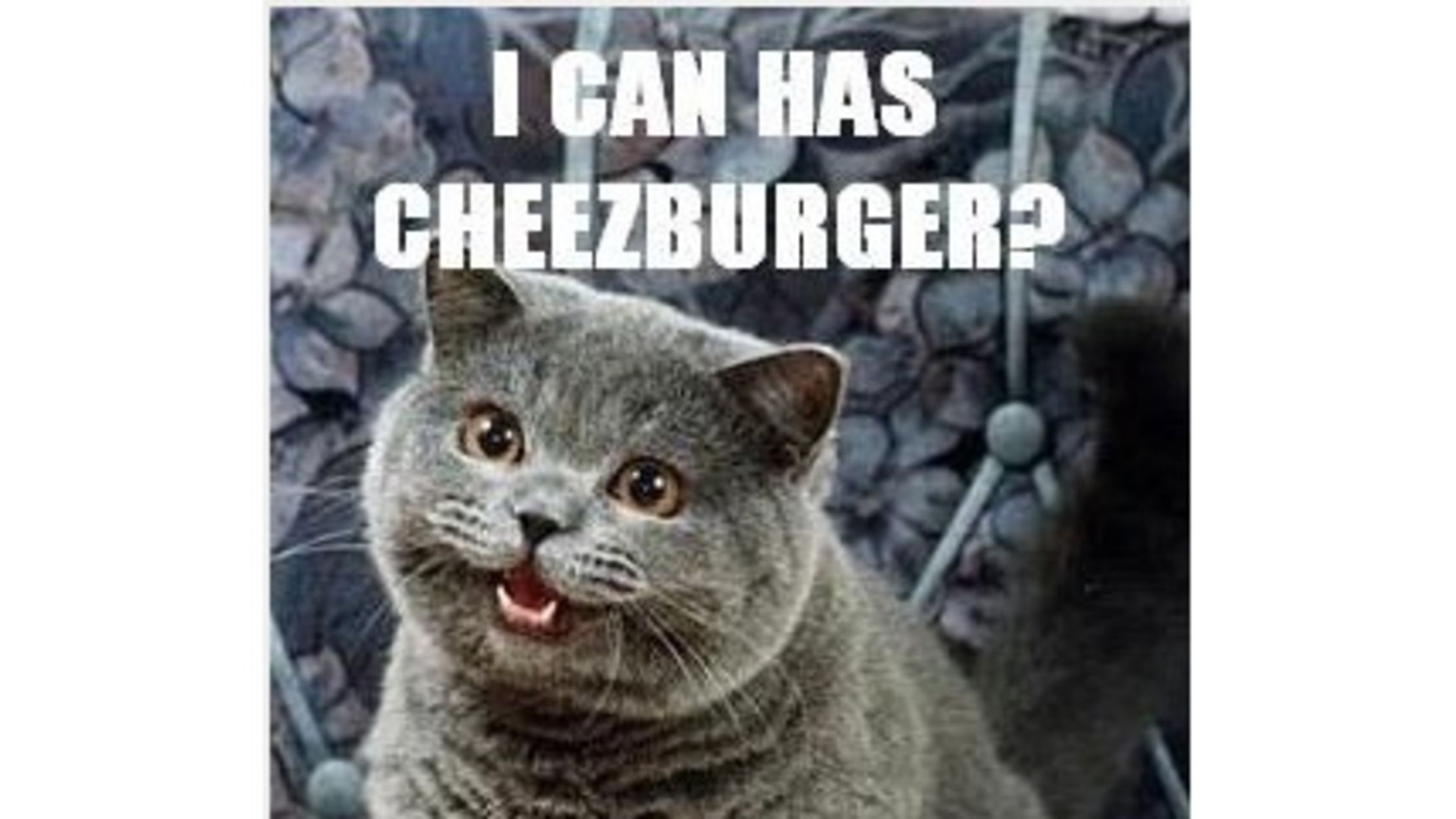 LOLcat Caption Contest!!! | Mental Floss