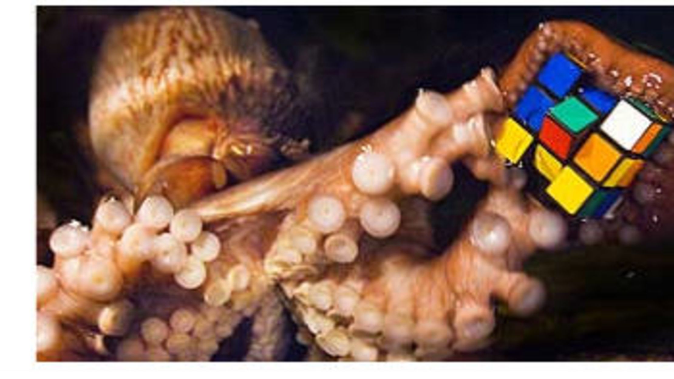 The Odd, Odd Octopus Mental Floss