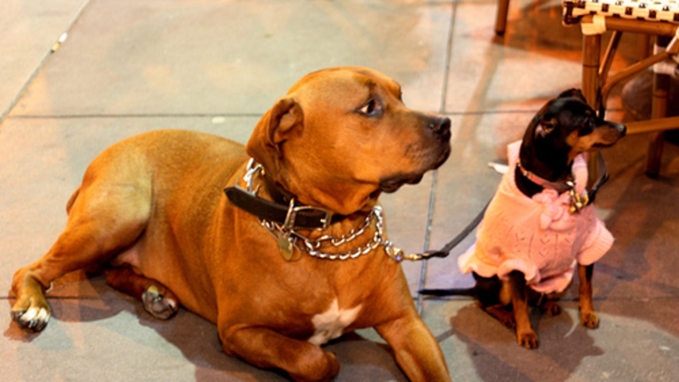 14 Of Your Dog S Wild Relatives Mental Floss