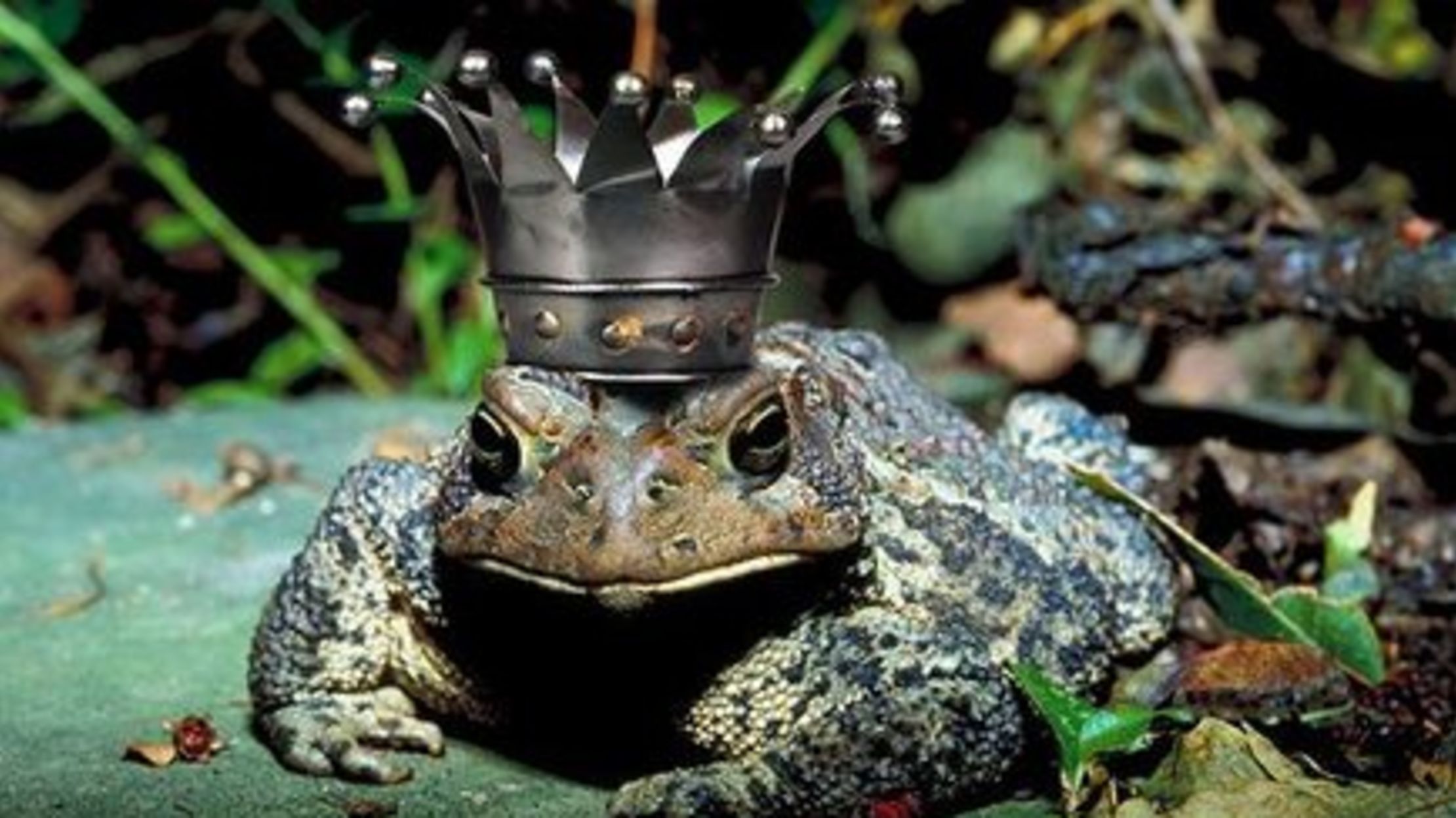 7 Reasons Frogs Are Funny Mental Floss Kicking blow to the jaw. 7 reasons frogs are funny mental floss
