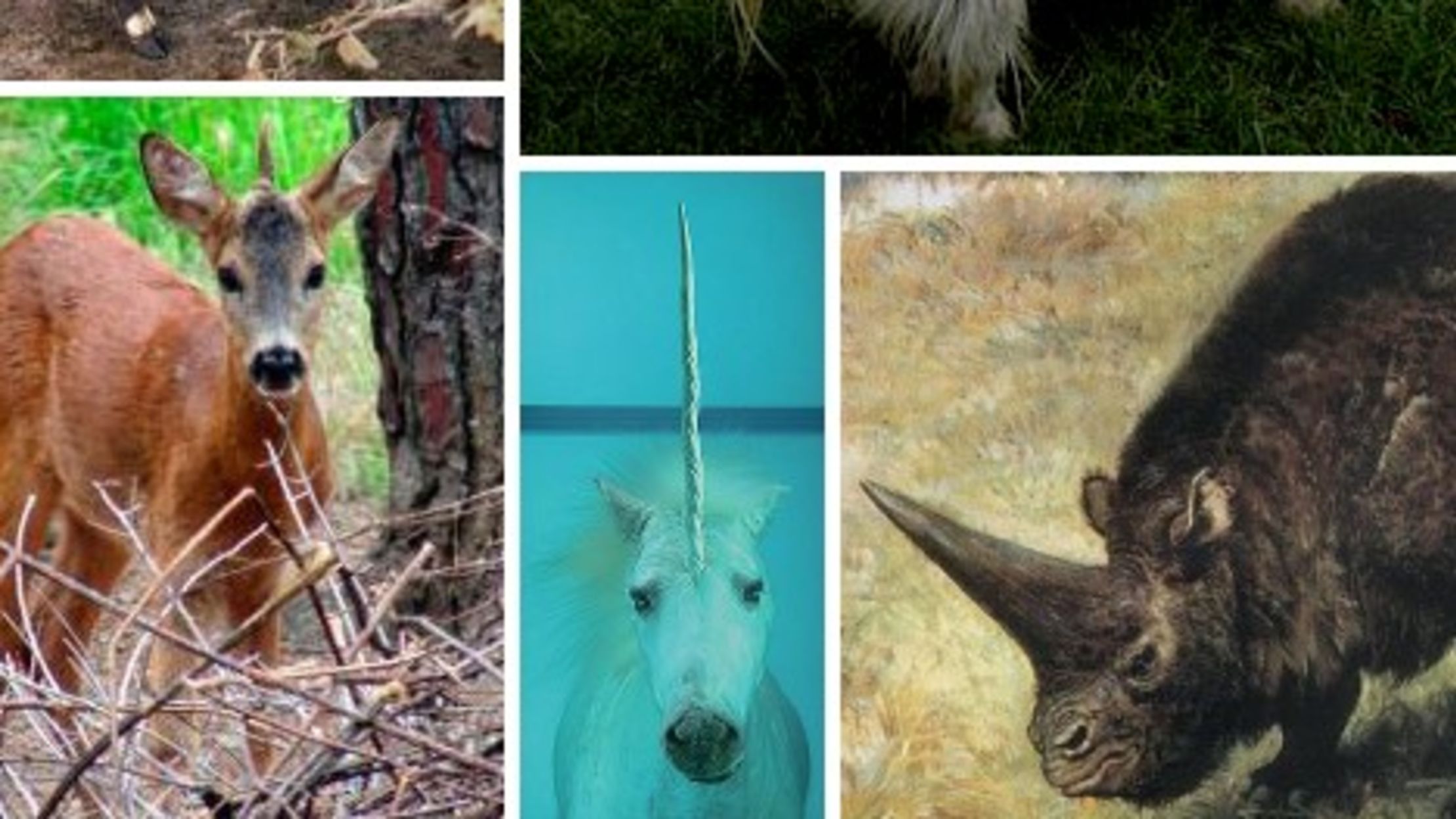 The Truth Behind Real Life Unicorns Mental Floss