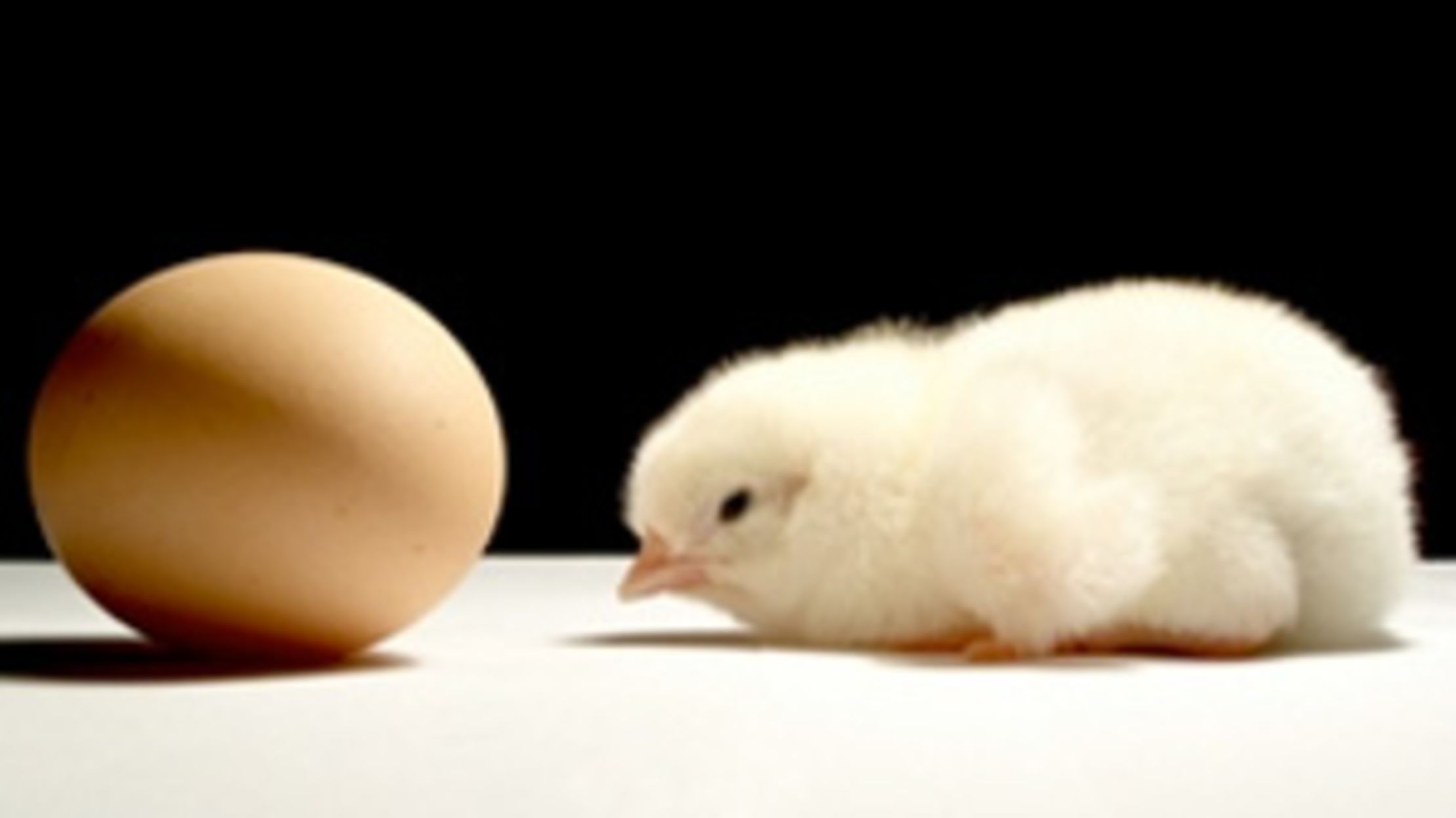 Which Came First, the Chicken or the Egg? Mental Floss