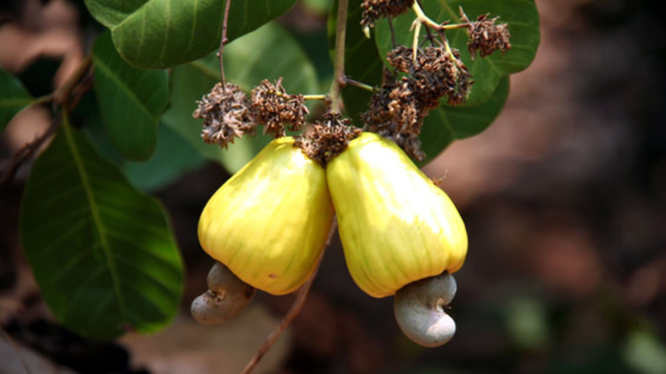 Cashew Nuts Grow Out Of Crazy Apples Mental Floss See more of royal cashews on facebook. cashew nuts grow out of crazy apples