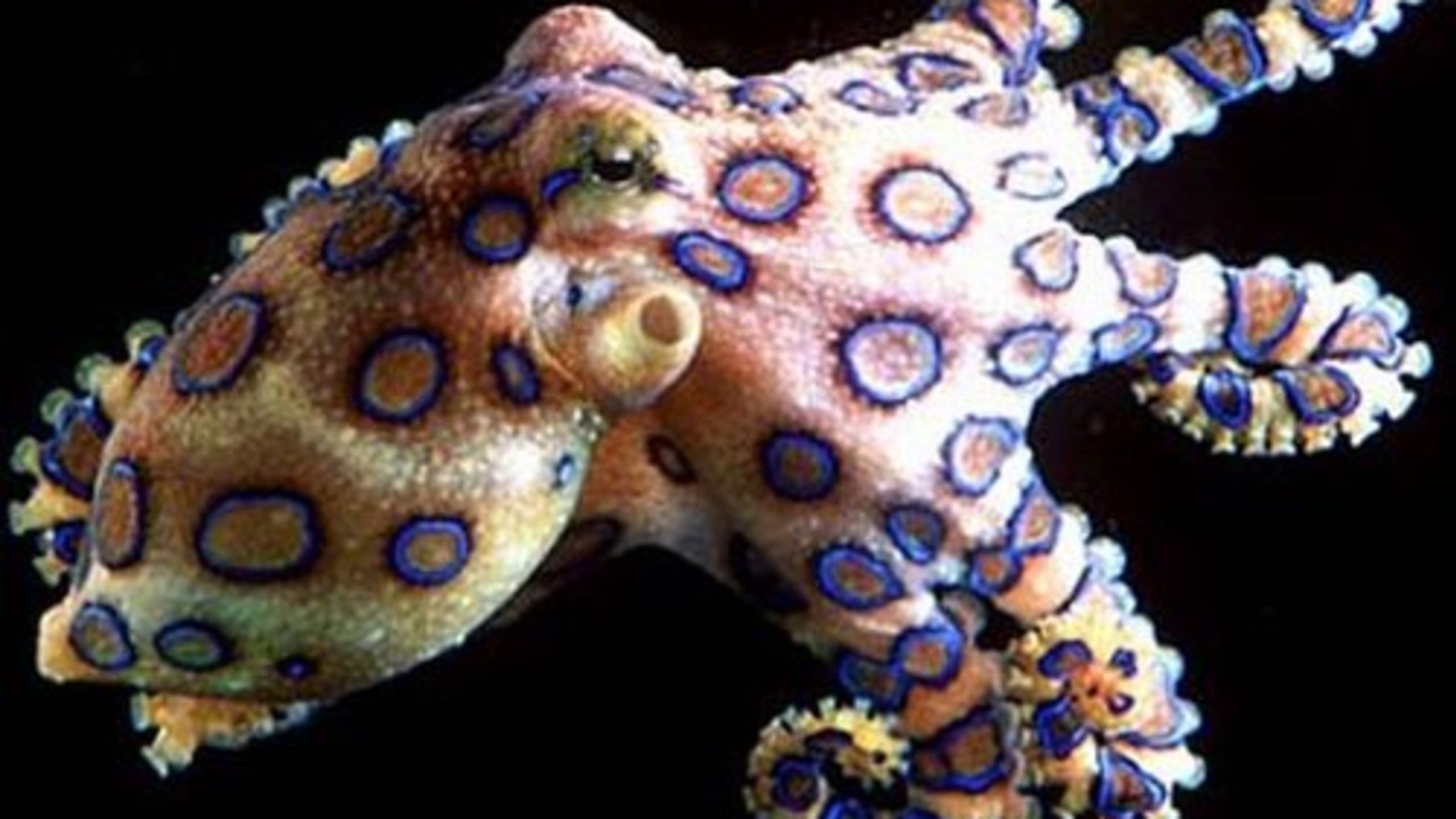 2 sided octopus