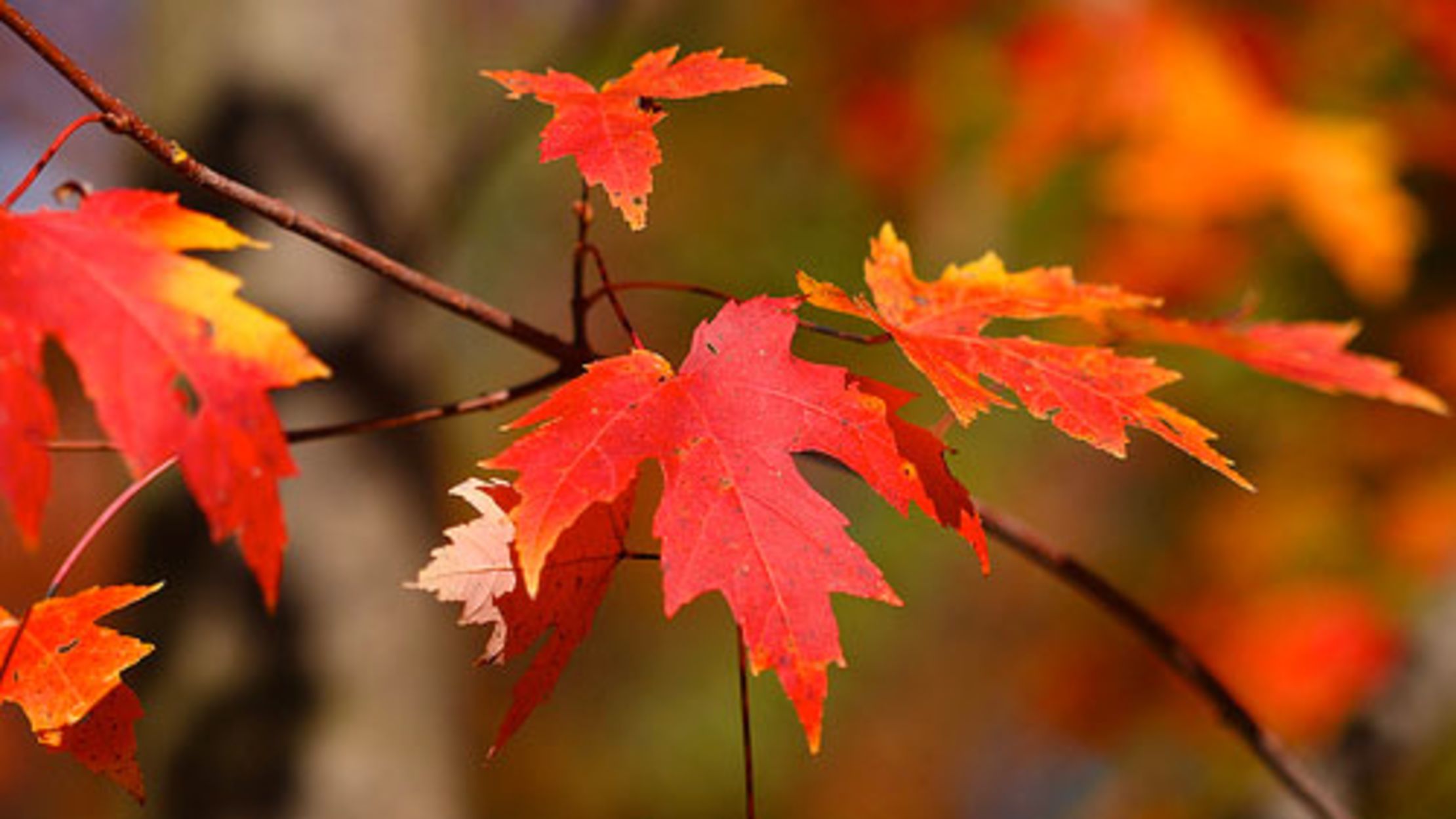 How Why Do Leaves Change Color Mental Floss