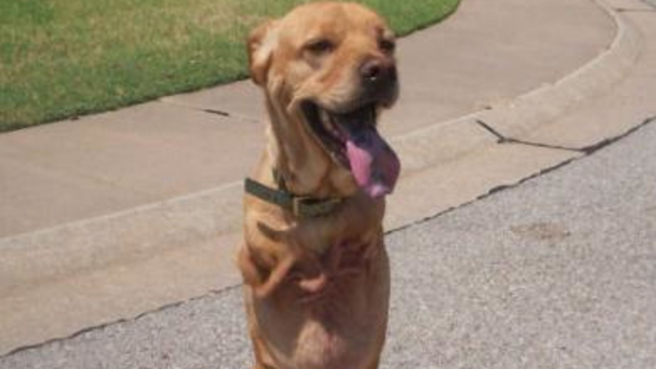 8 Disabled Animals That Triumphed Over Adversity | Mental Floss