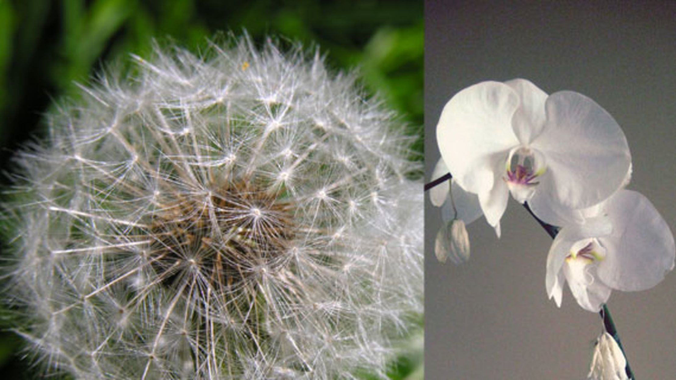 Is Your Child A Dandelion Or An Orchid Mental Floss