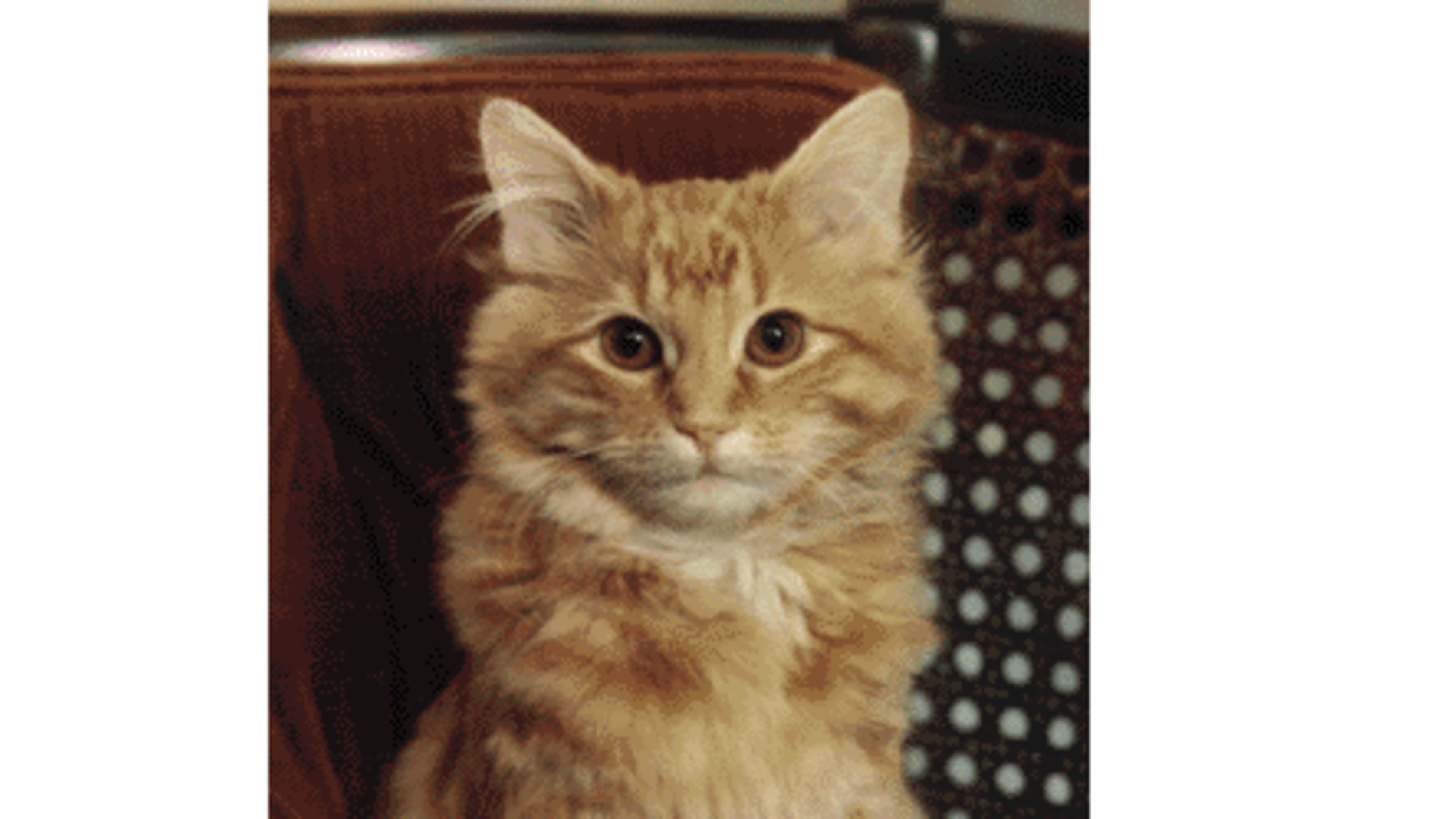 8 Library Cats Mental Floss