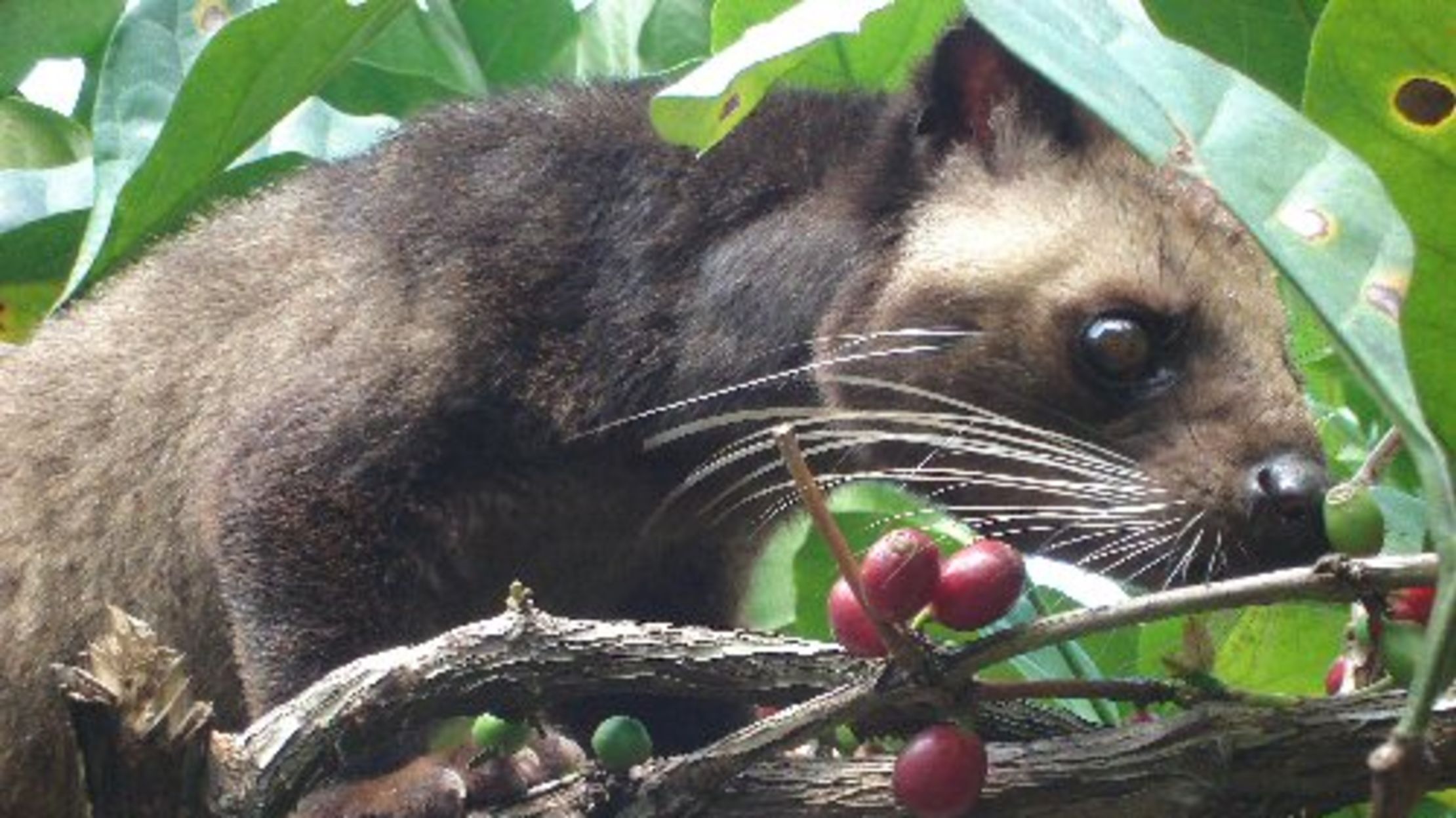 Brewed Awakenings The World's 4 Weirdest Coffees Mental Floss