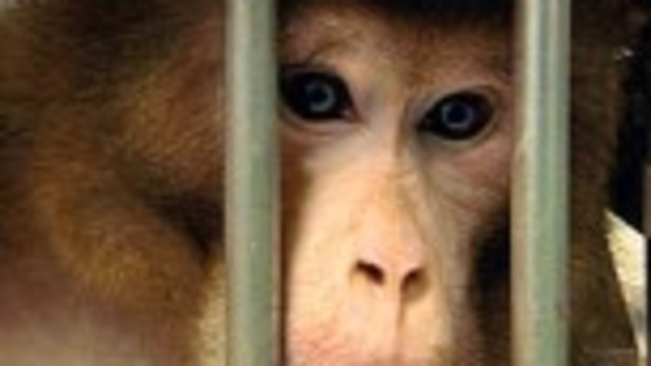 "Monkeys, Rats, and Me" on the BBC Mental Floss