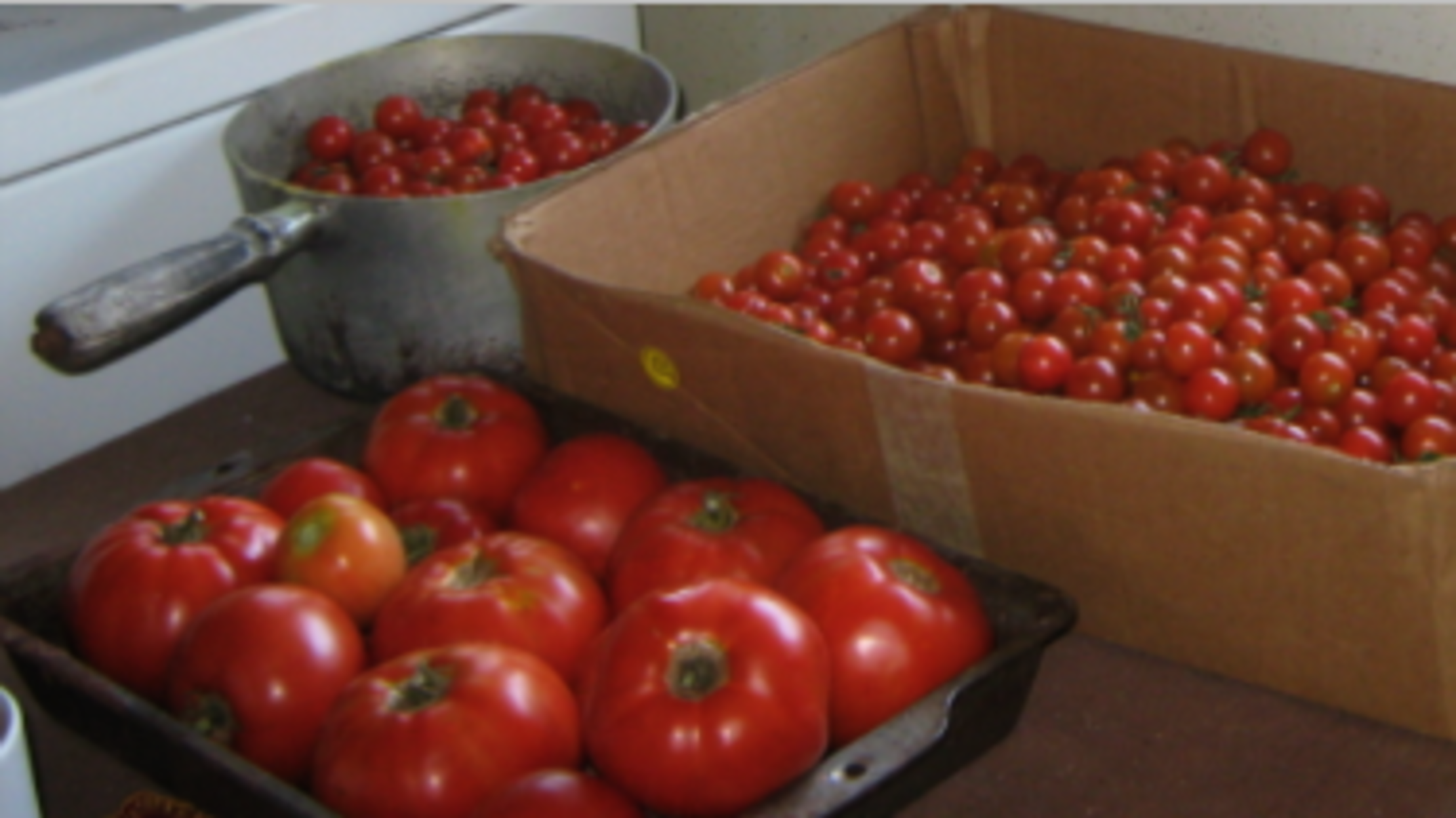 Growing Tomatoes Mental Floss