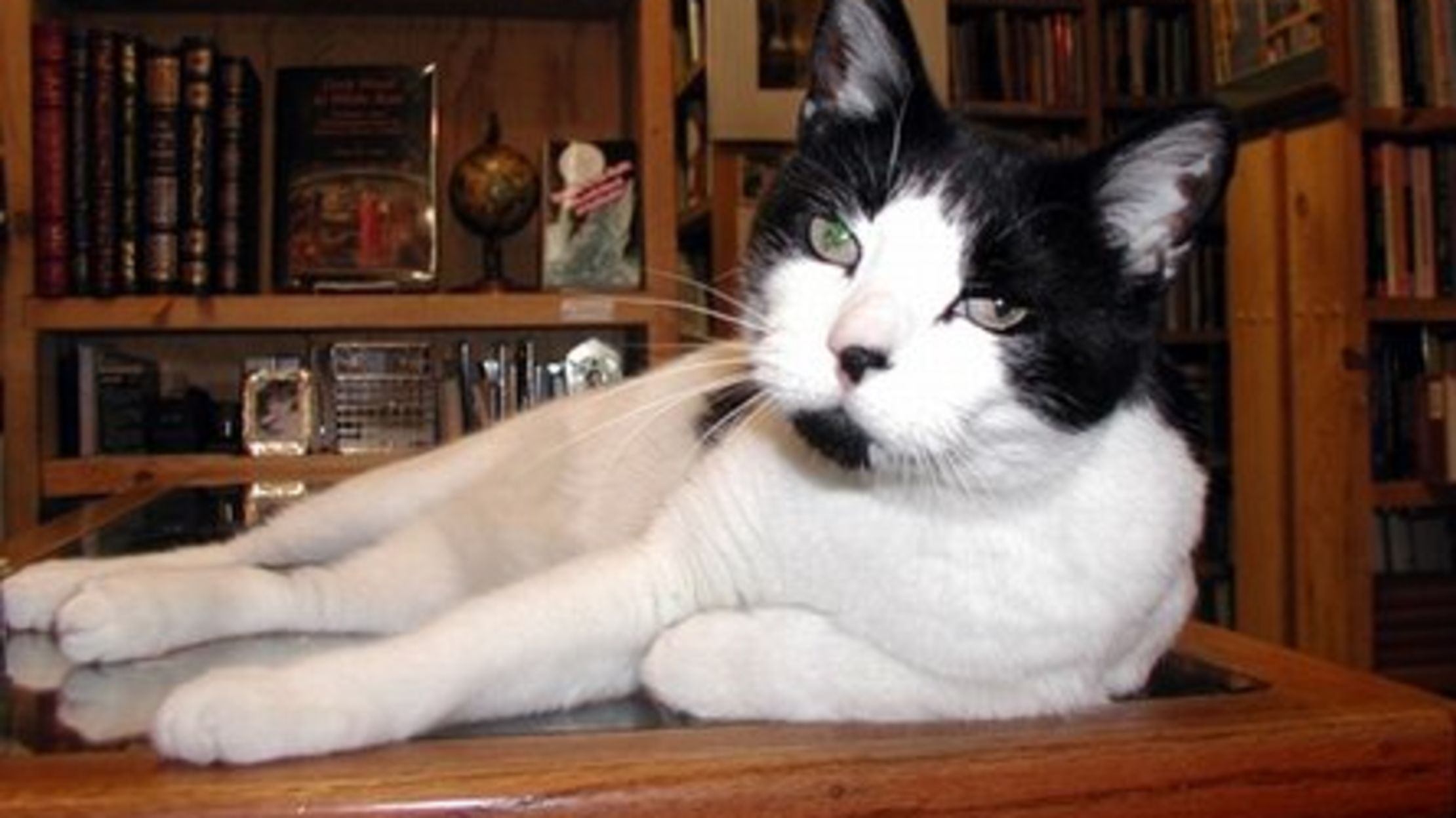 8 Bookstore Cats Mental Floss