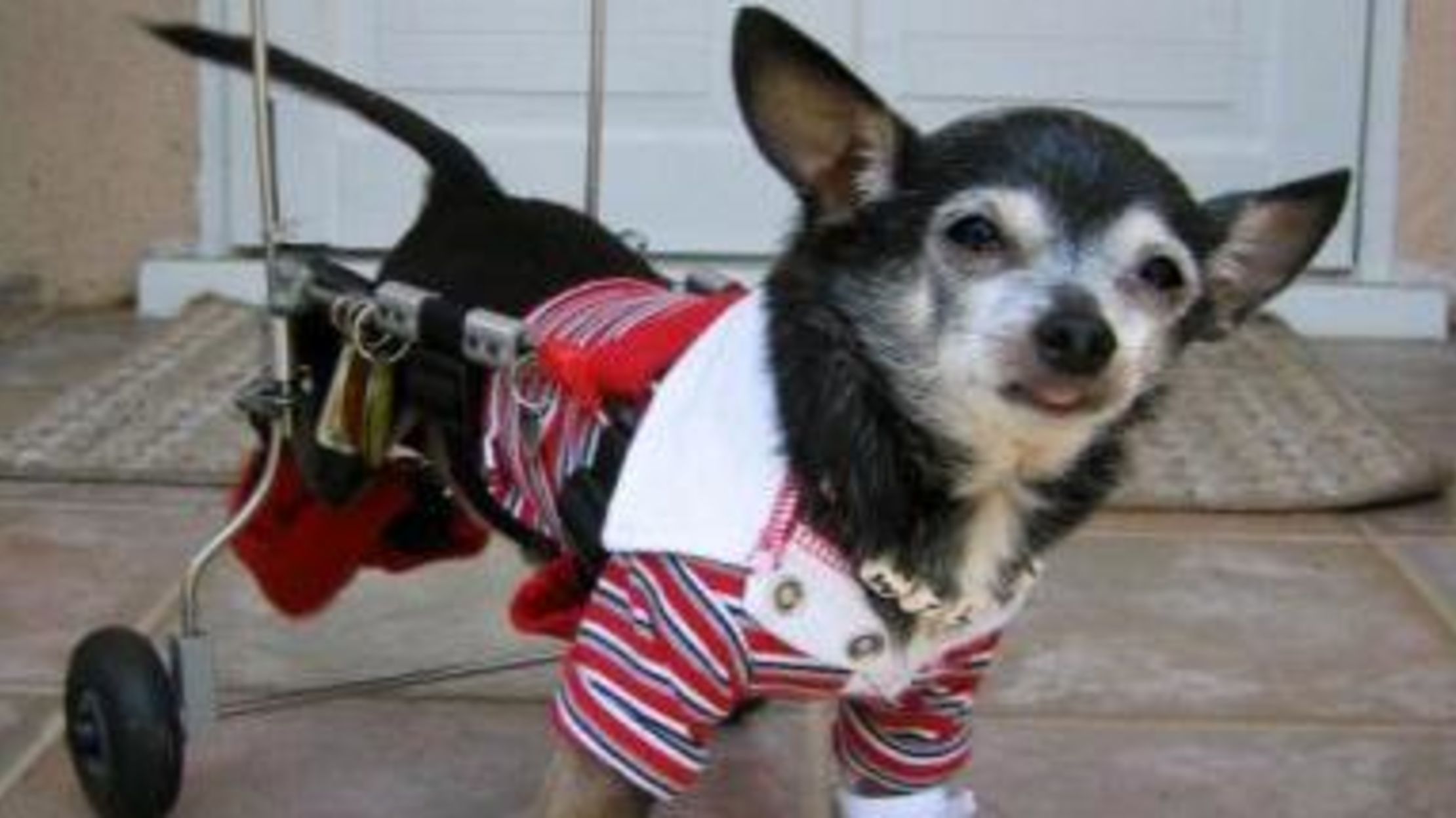 6 Inspirational Animals That Overcame Abuse Mental Floss 6 Inspirational Animals That Overcame Abuse