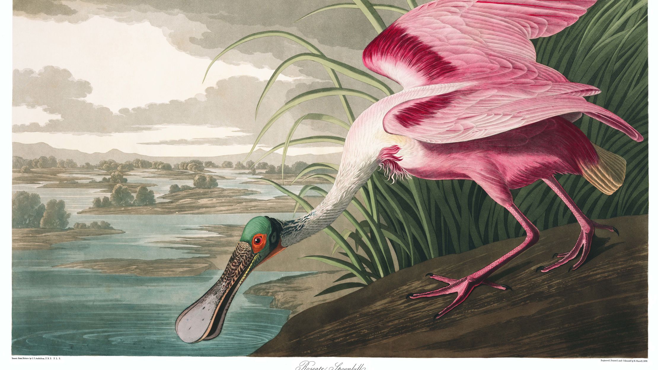 11 Facts About John James Audubon Mental Floss