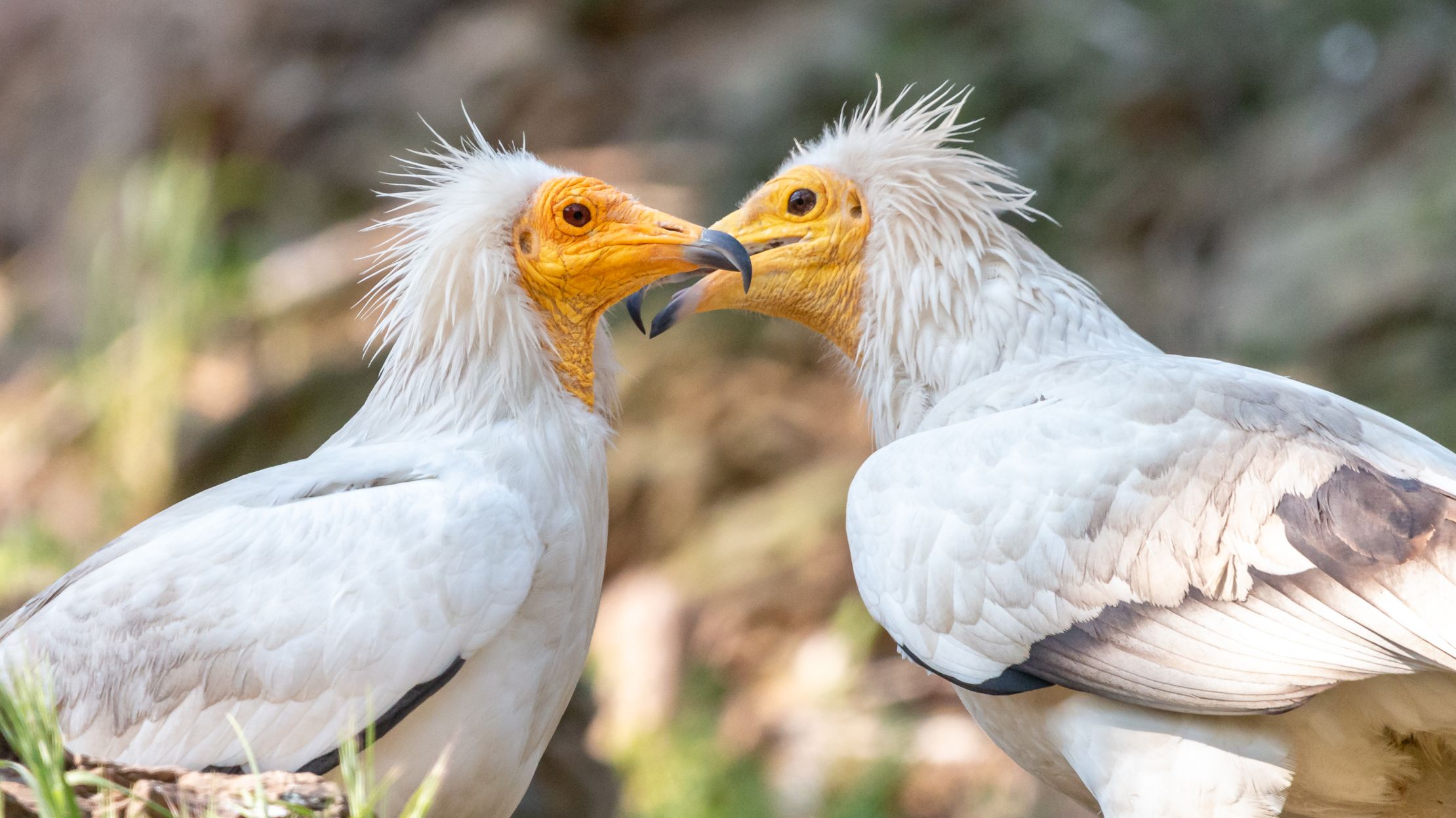 14 Things You Should Know About Vultures Mental Floss
