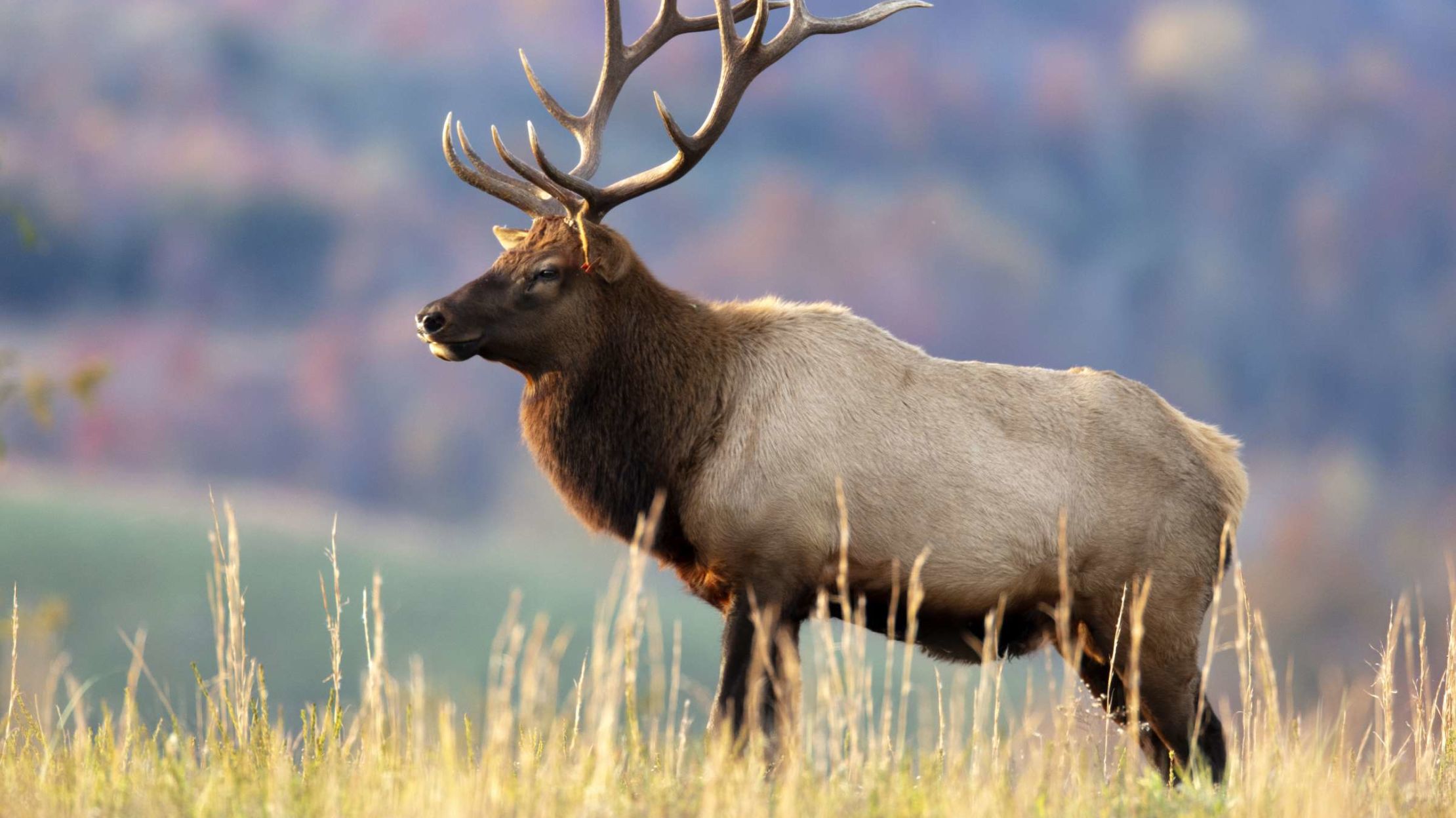 Animals Named After Theodore Roosevelt | Mental Floss