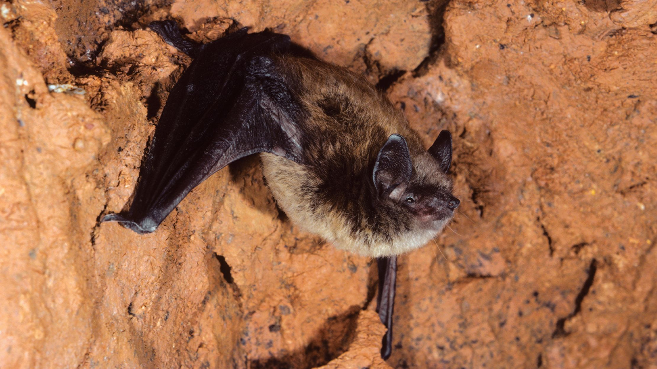 Fat Bats Resistant to WhiteNose Syndrome Mental Floss