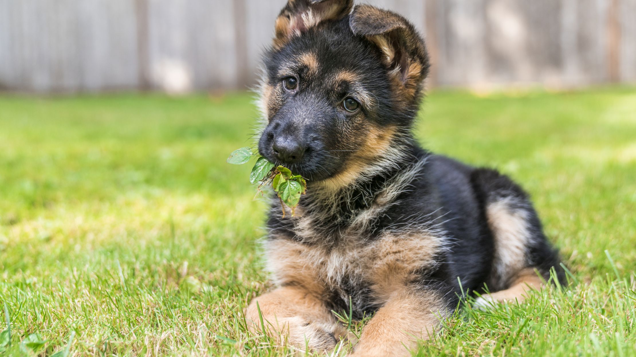 25 Facts About Puppies | Mental Floss