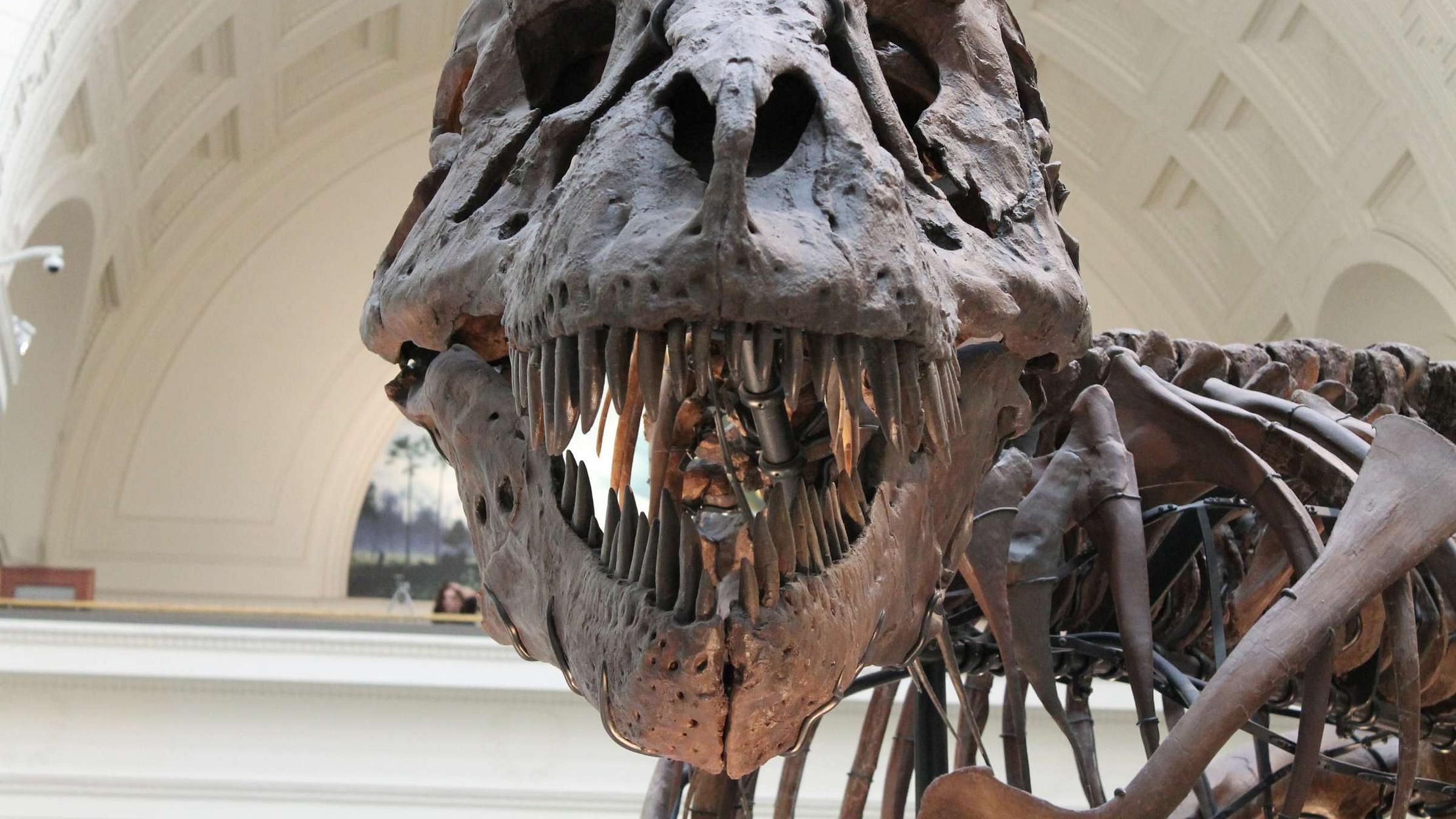 25 Fascinating Facts About Fossils - Vimarsana News