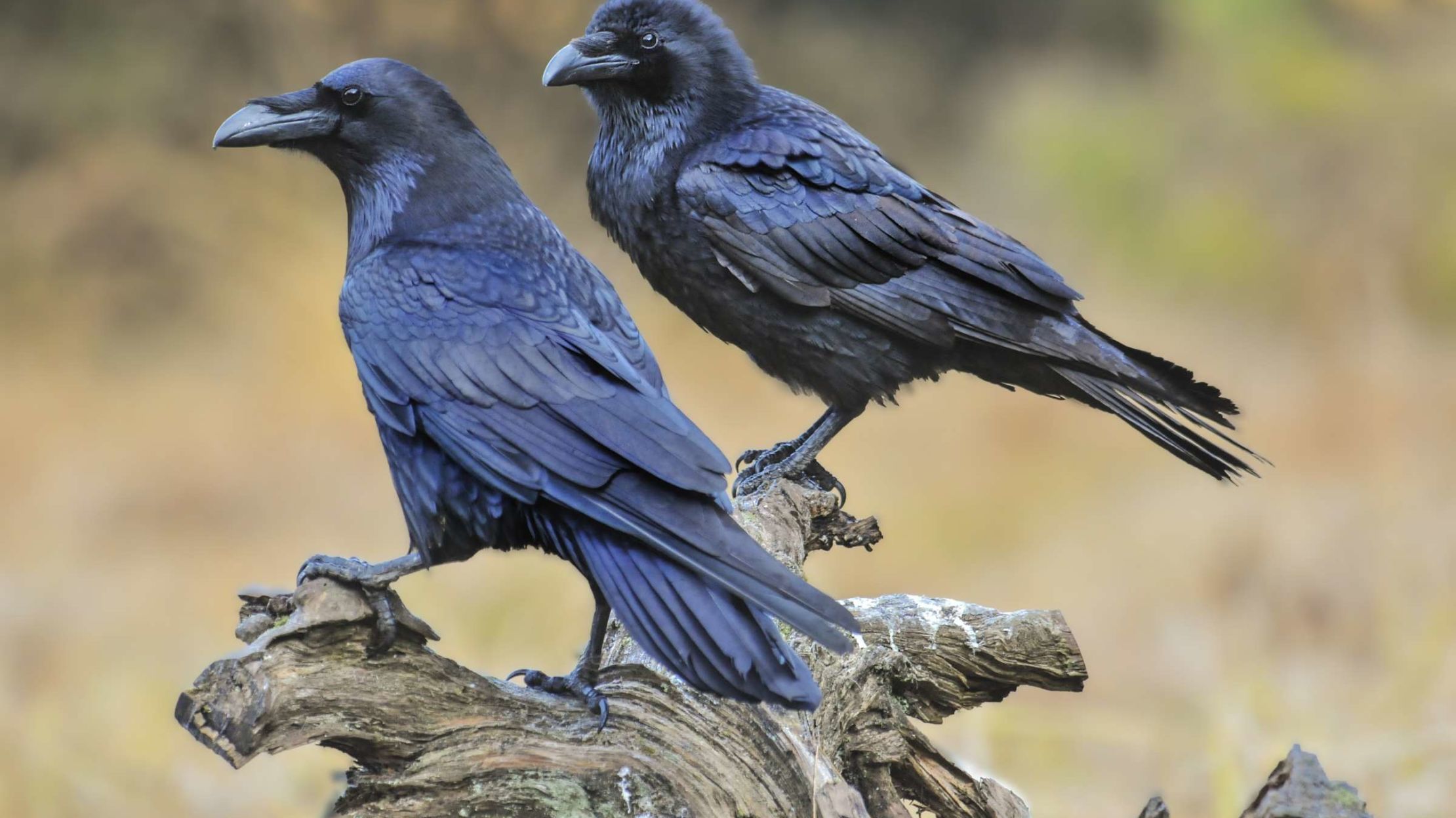 10 Ravishing Facts About Ravens Mental Floss