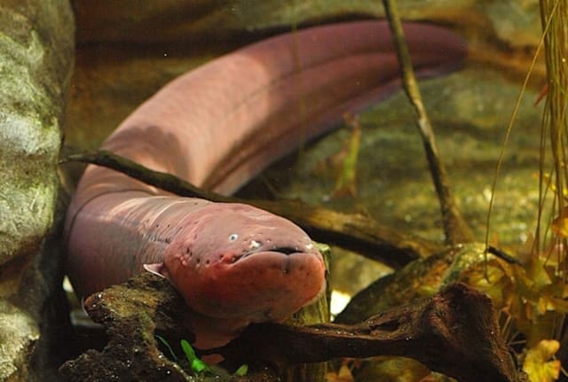 Opencage via Wikimedia Commons // CC BY-SA 3.0