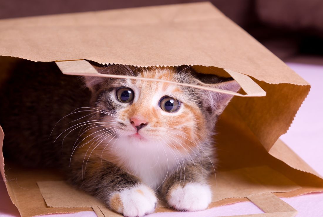 What S The Origin Of Let The Cat Out Of The Bag Mental Floss
