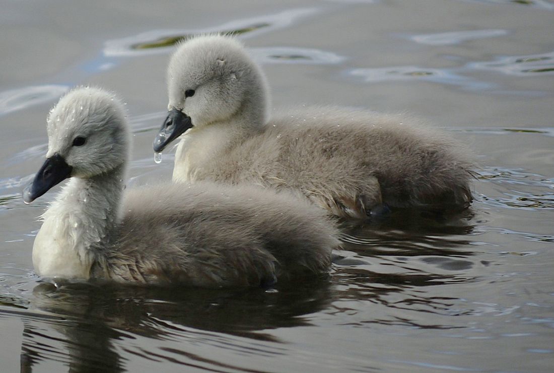 11 Lesser Known Names For Baby Animals Mental Floss 11 Lesser Known Names For Baby Animals Mental Floss