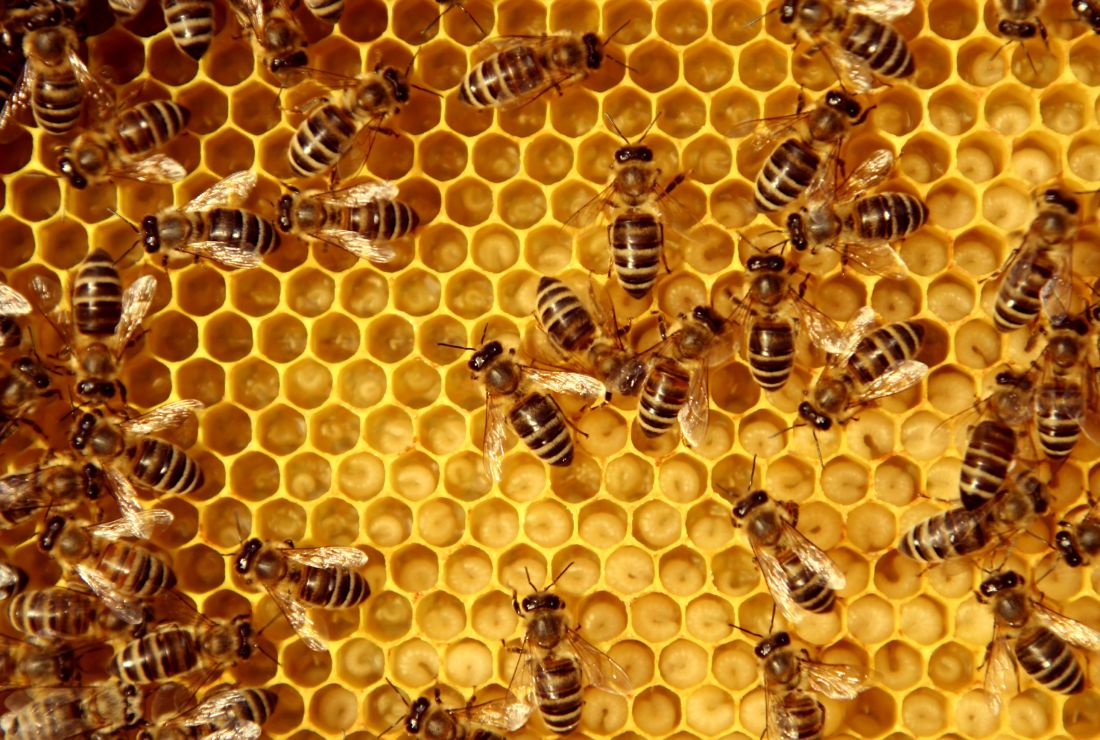 watch the secret life of bees