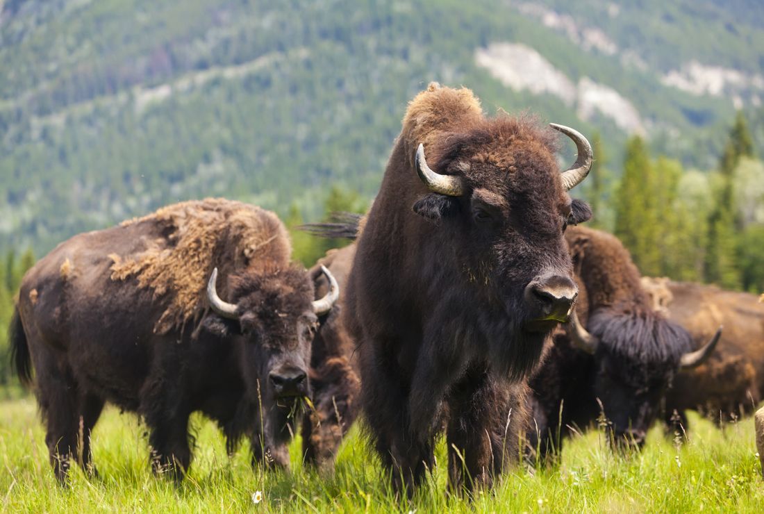 vente skrædder Syge person Buffalo buffalo Buffalo buffalo buffalo buffalo Buffalo buffalo | Mental  Floss