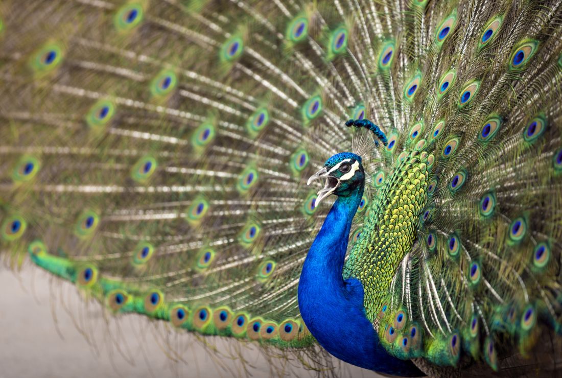 9 Feathery Facts About Peacocks Mental Floss